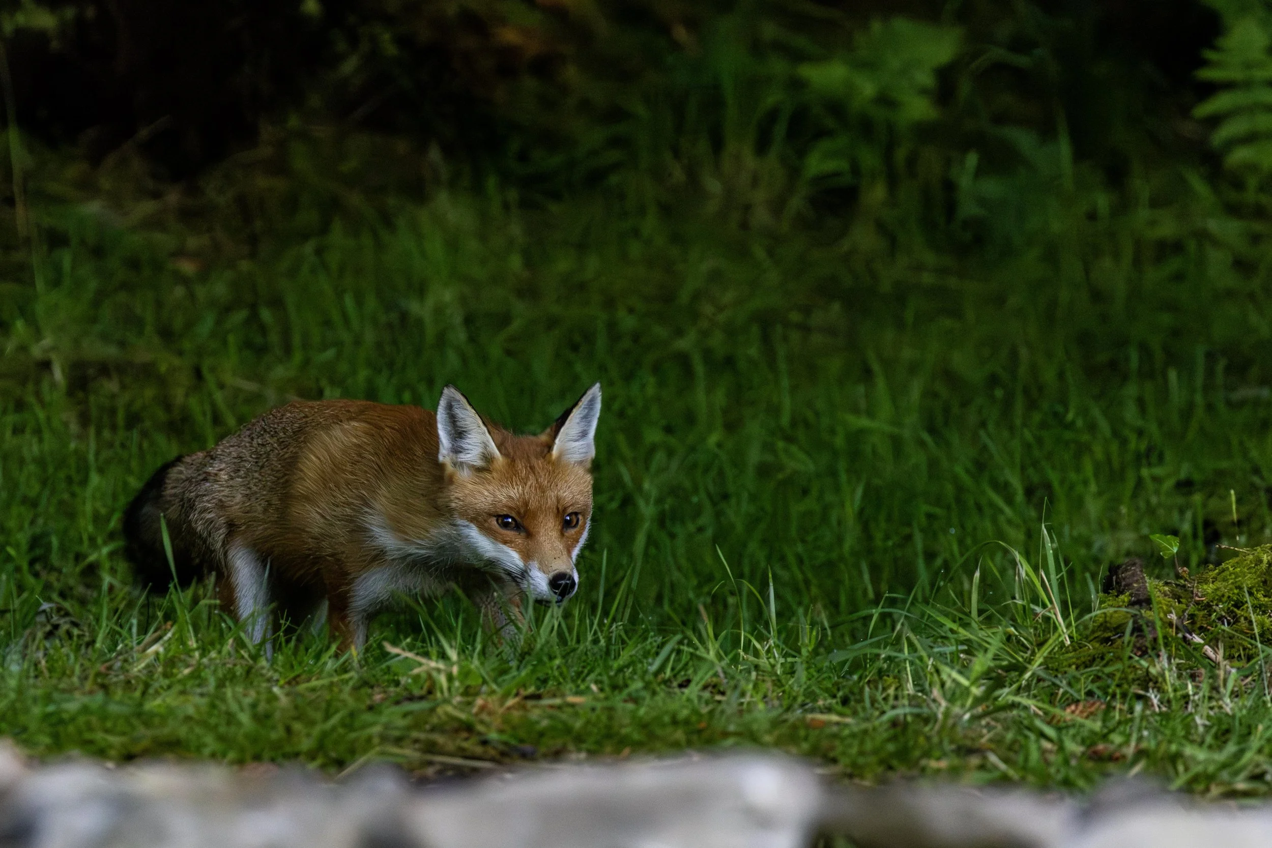 Vixen out hunting Small.jpg