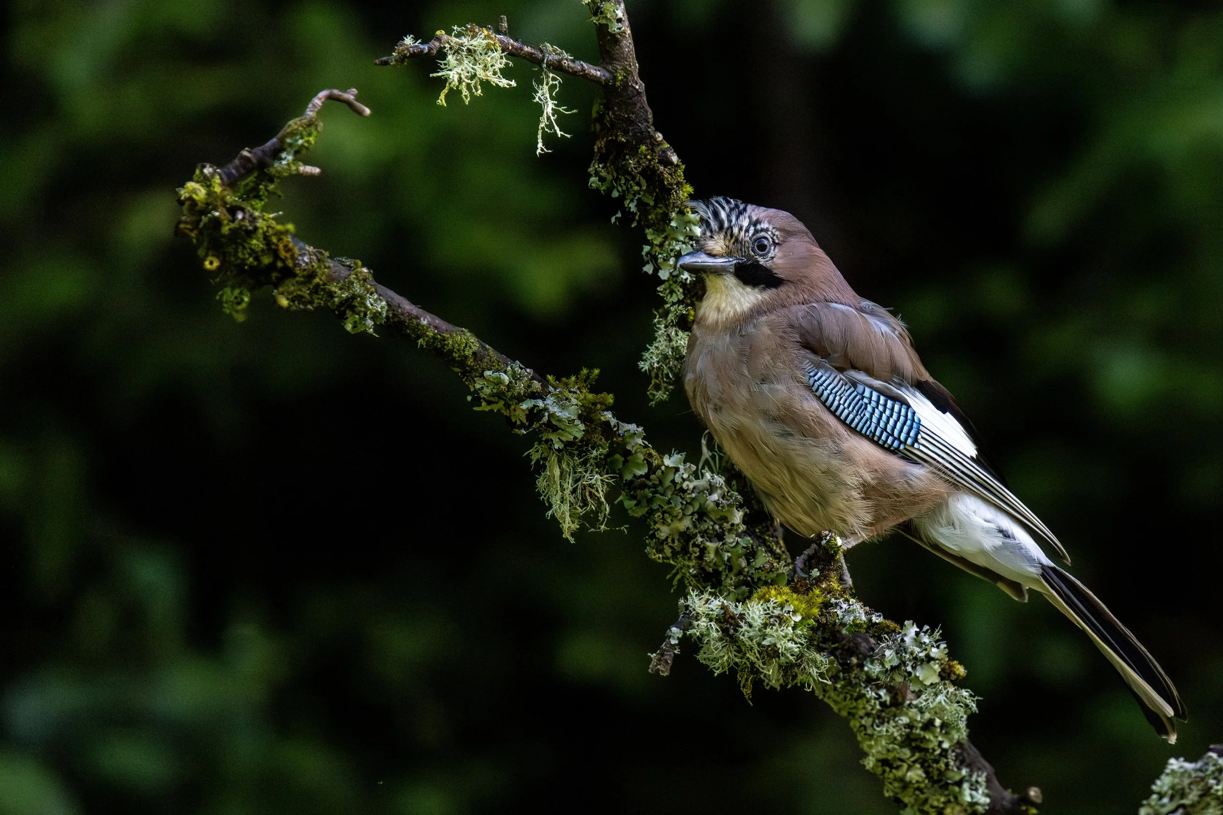 Jay on a Mossy Branch Small.jpg