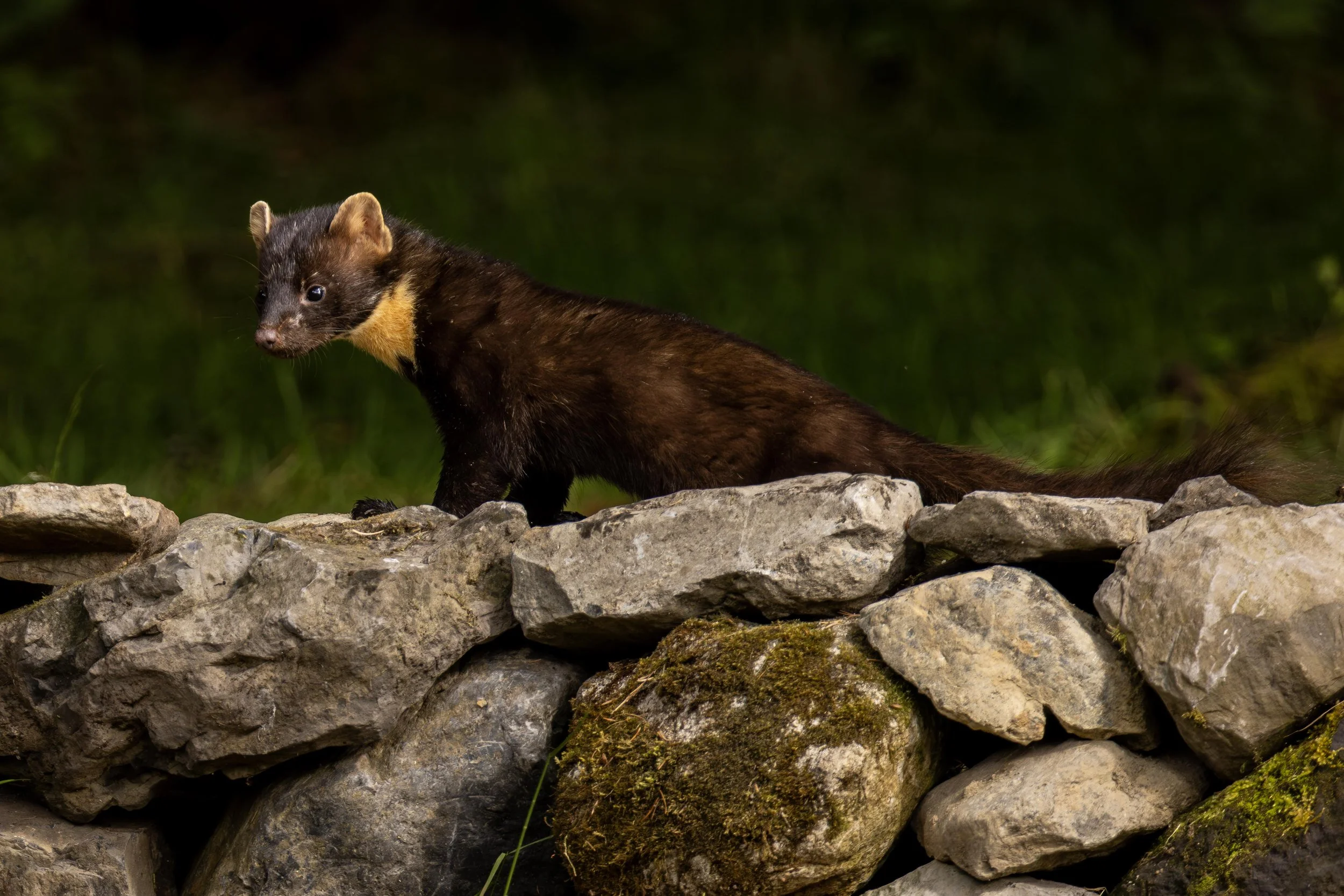 Pine Martin on the Stone Wall Small.jpg
