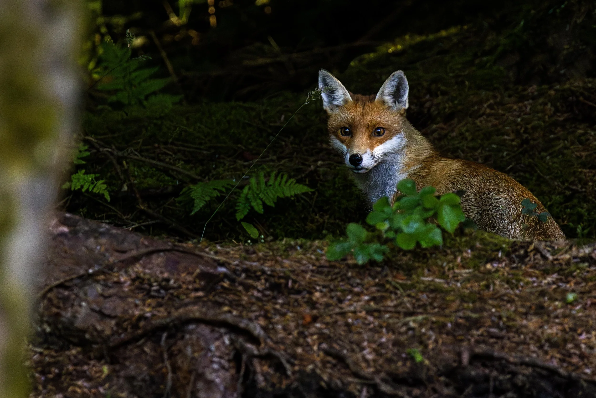 Vixen Hunting Small.jpg