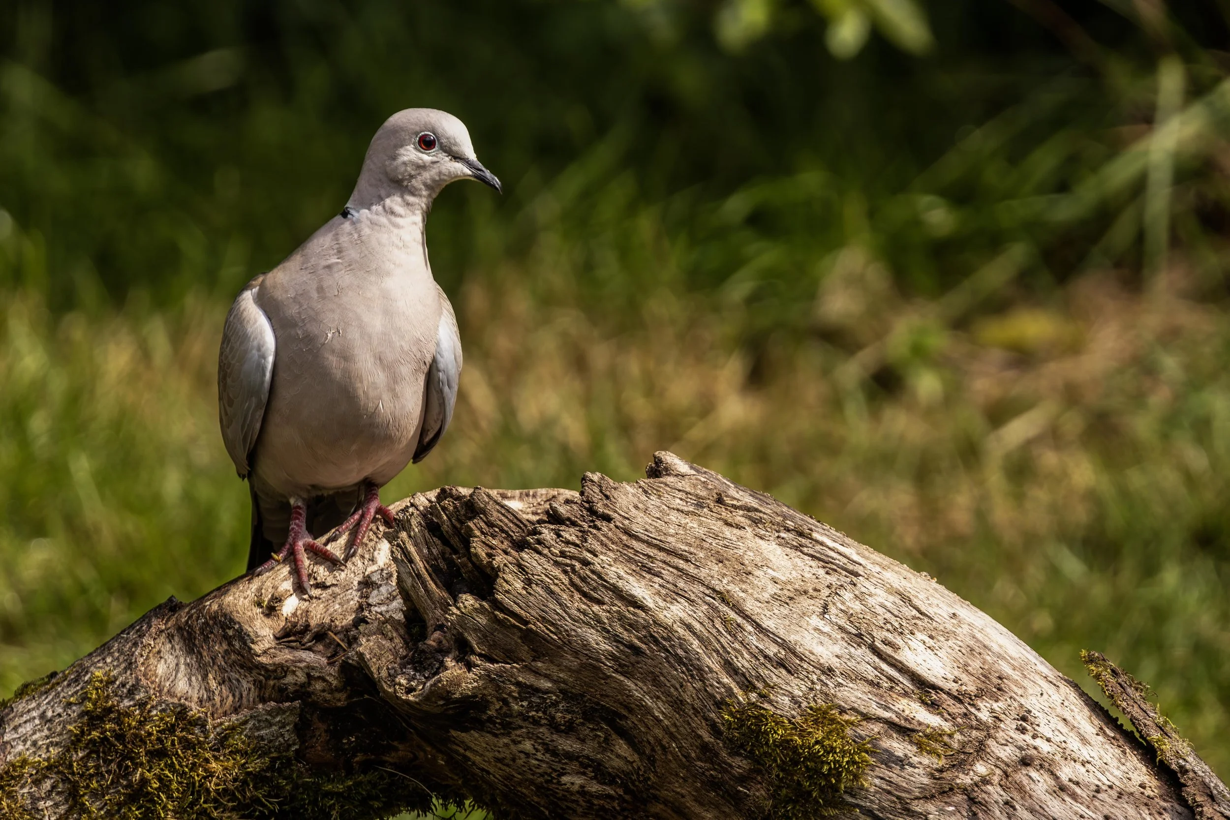 Collard Dove Small.jpg