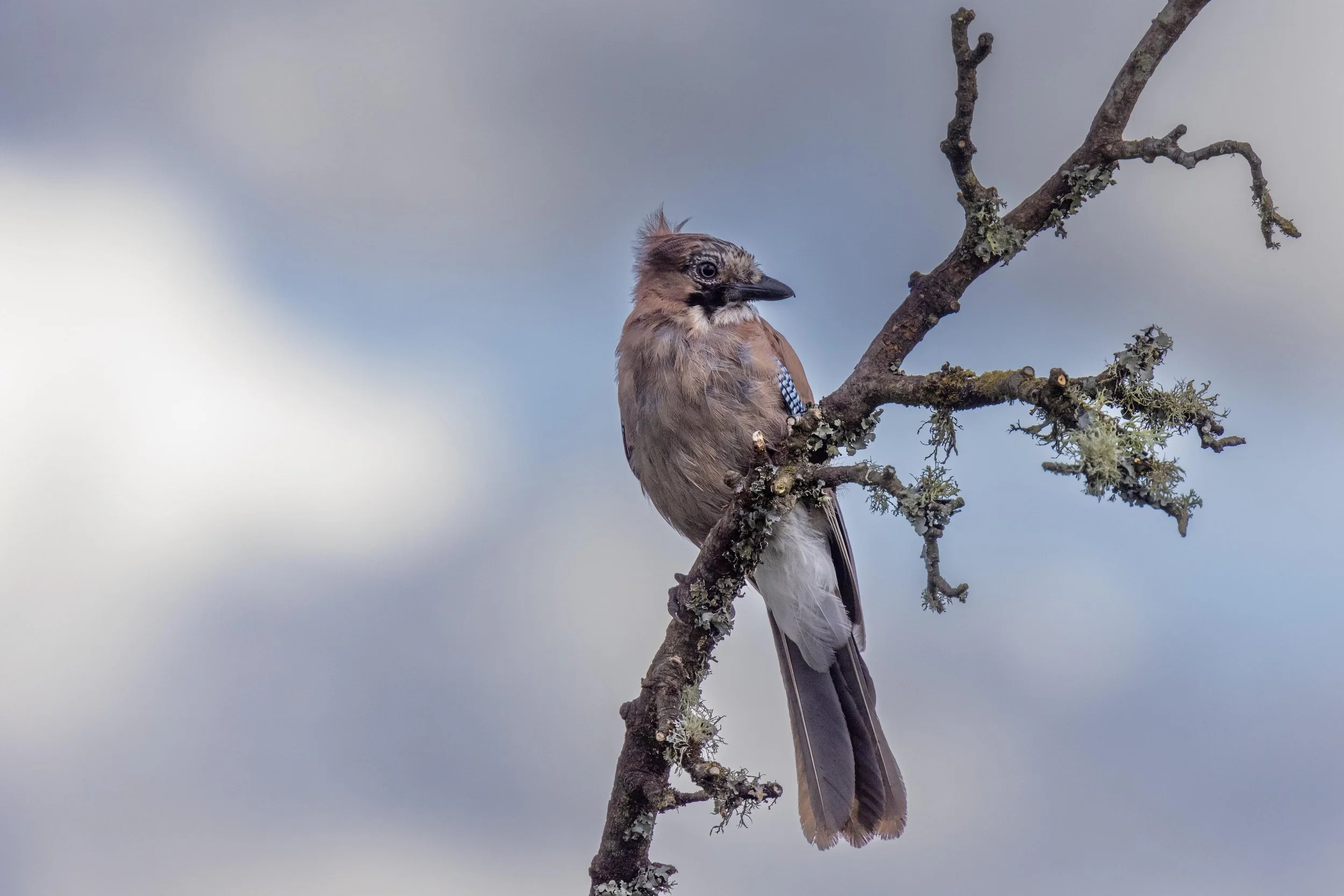Eurasian Jay on a Mossy perch Small.jpg