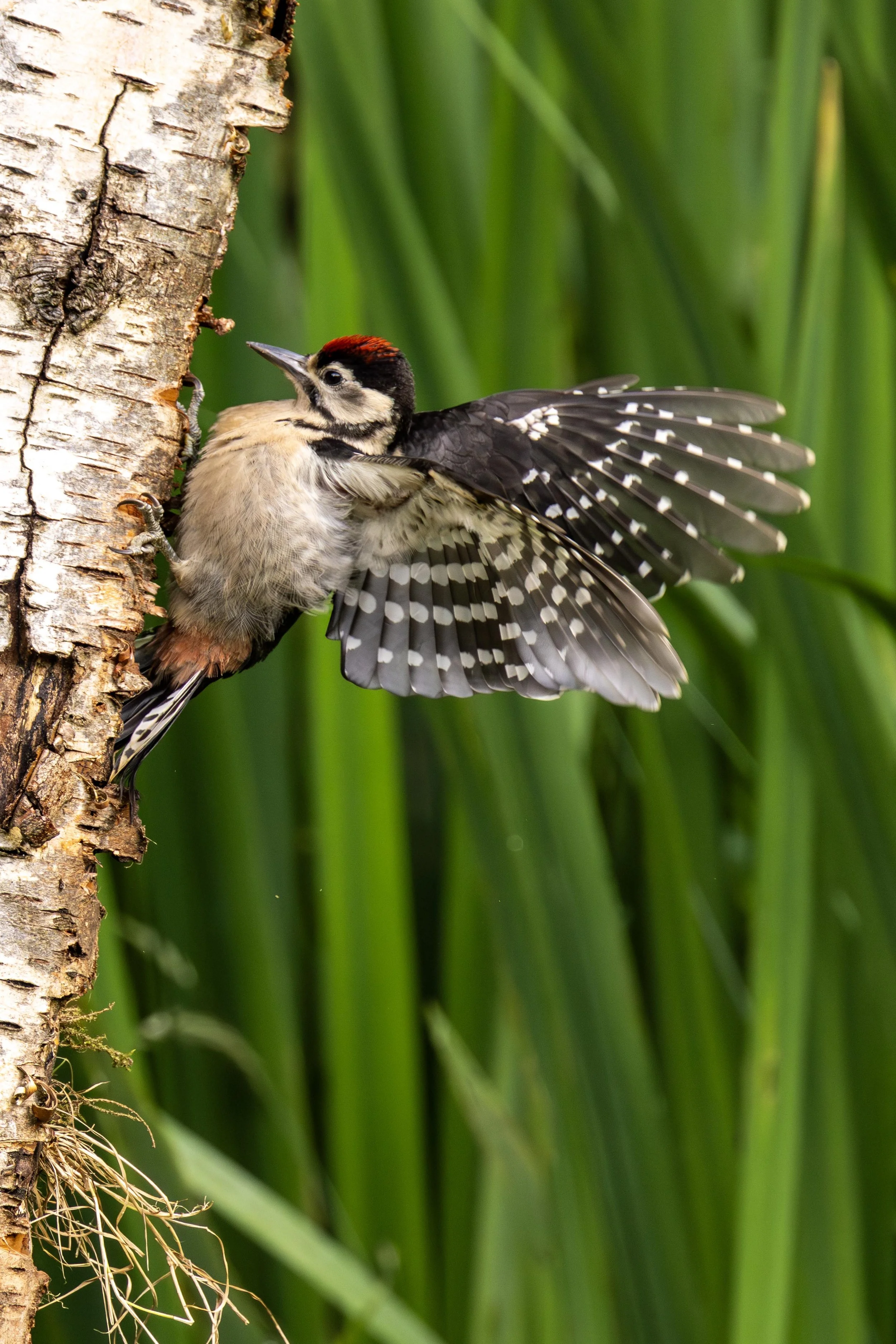 Greater spotted Woodpecker showing his spots Small.jpg