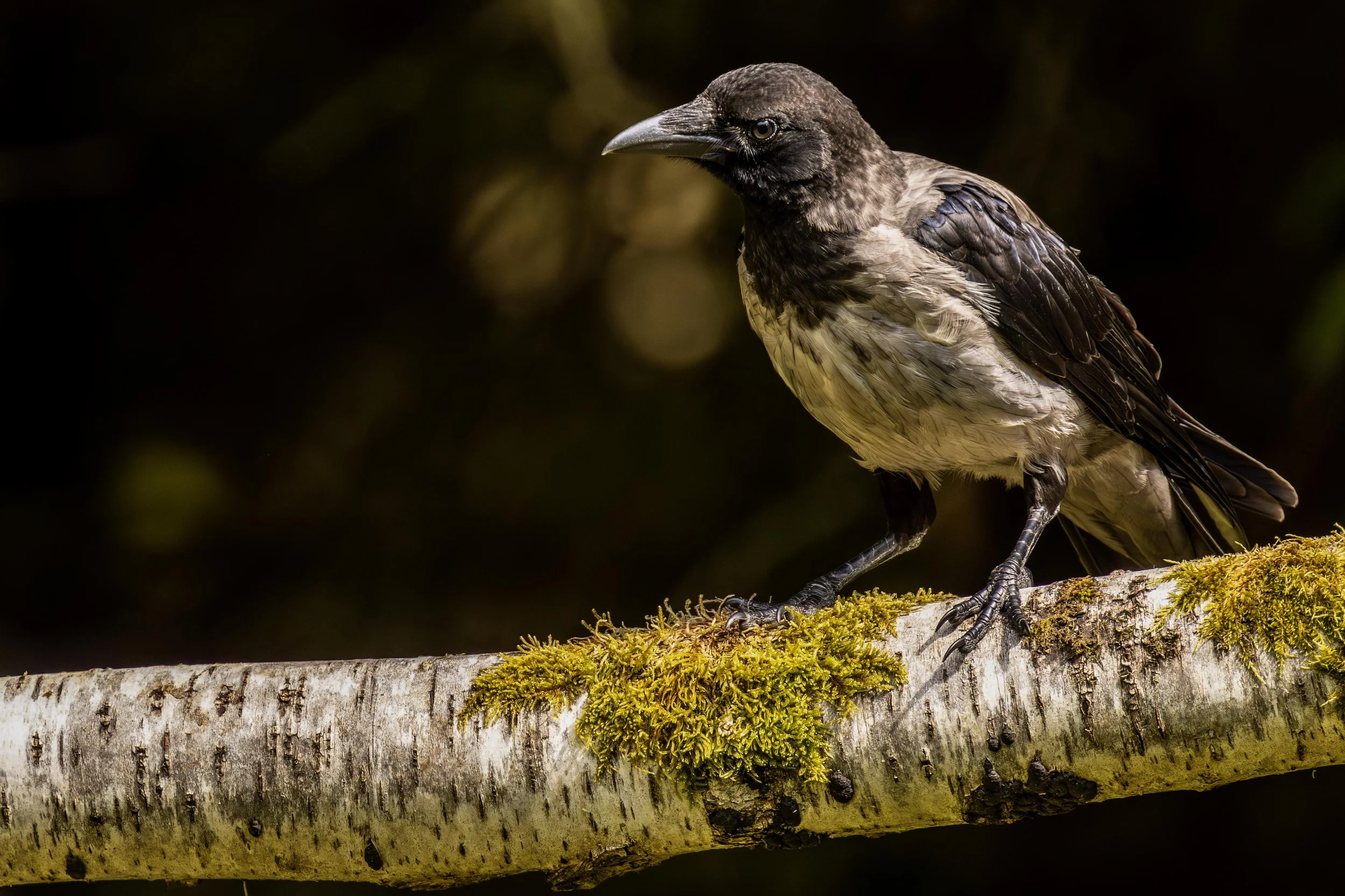 Grey or Hooded Crow Small.jpg