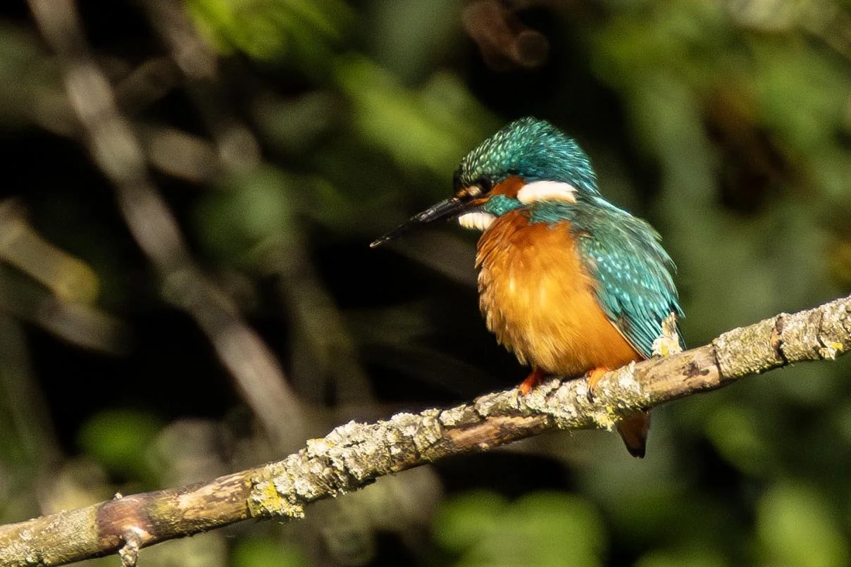 Kingfisher on a Branch 1 Small.jpg