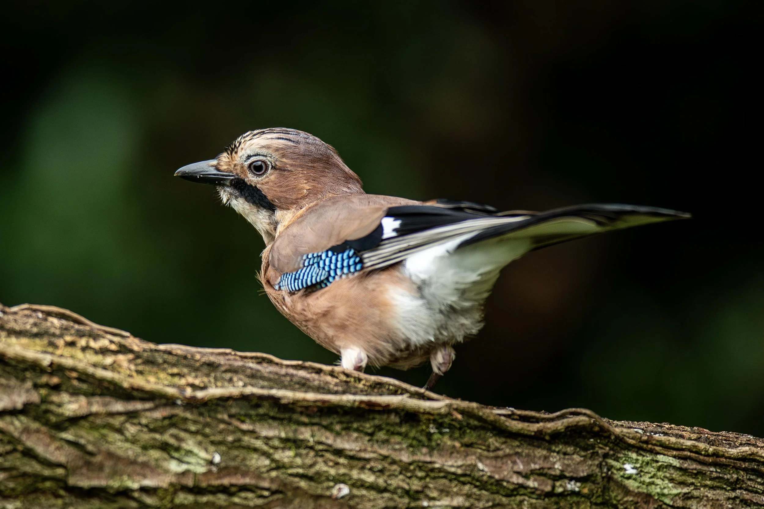 Eurasian Jay 1 Small.jpg