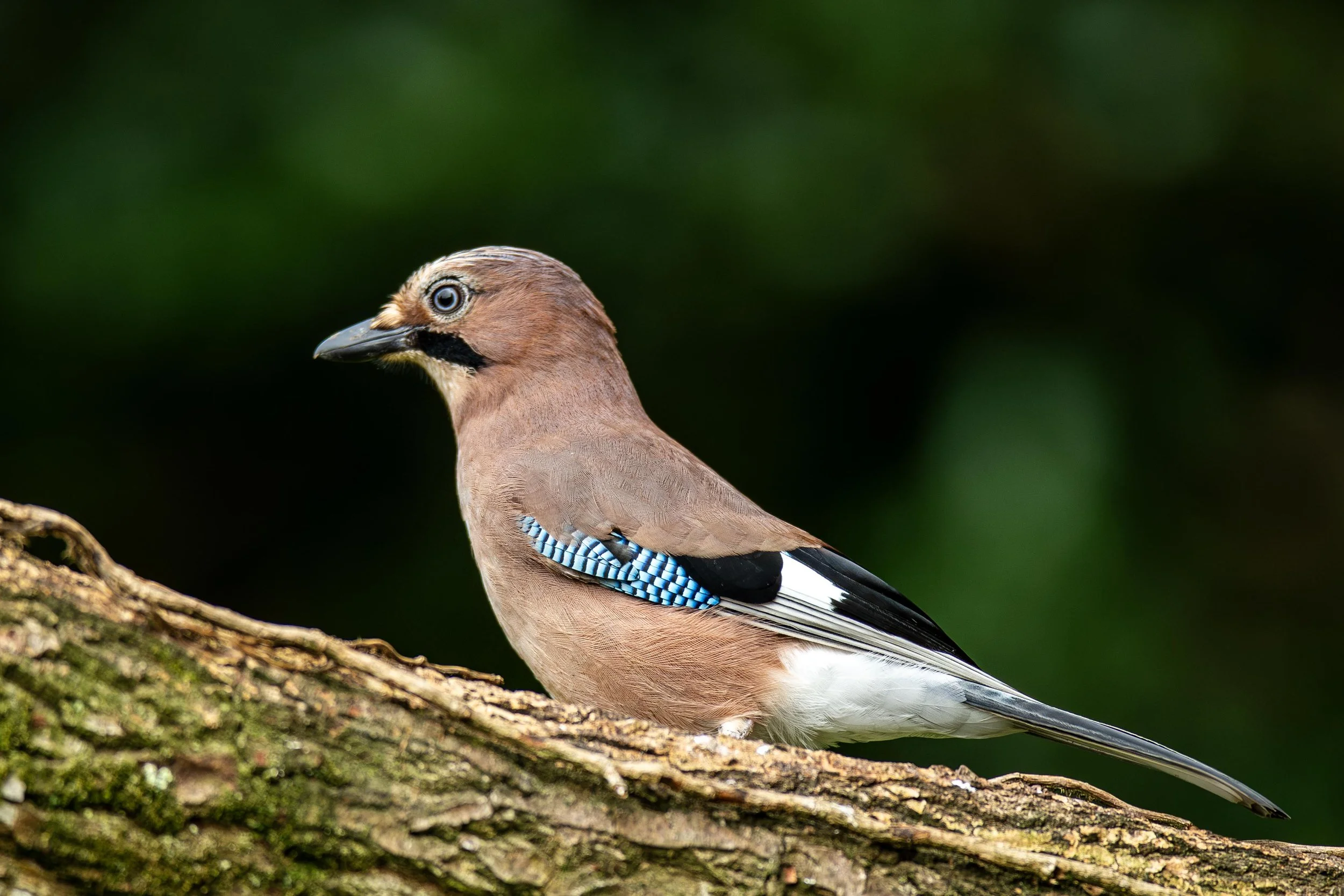 Eurasian Jay 2 small.jpg