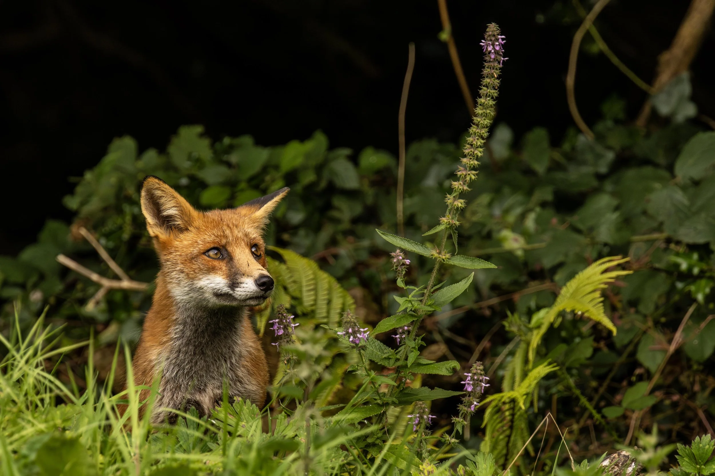 Fox in the Woods 3 small.jpg