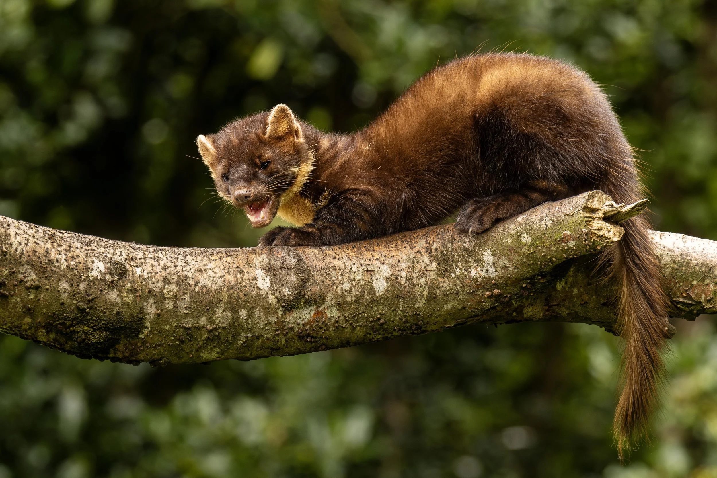 Pine Martin on a limb small.jpg