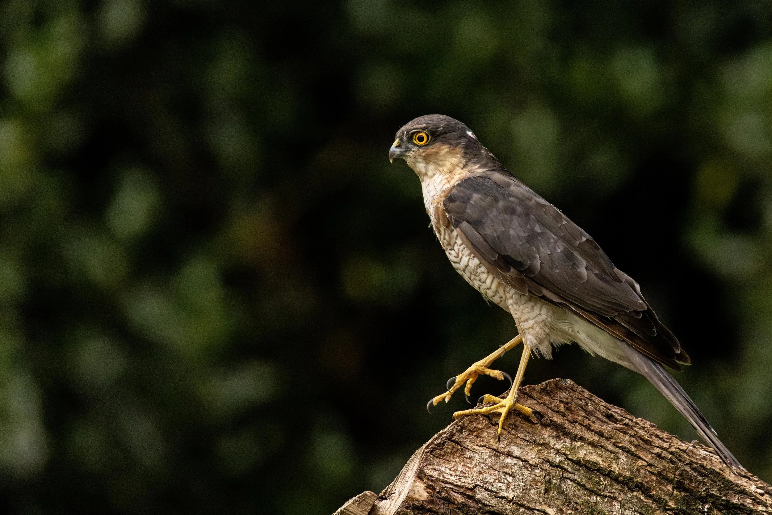 Sparrow Hawk 2 Small.jpg