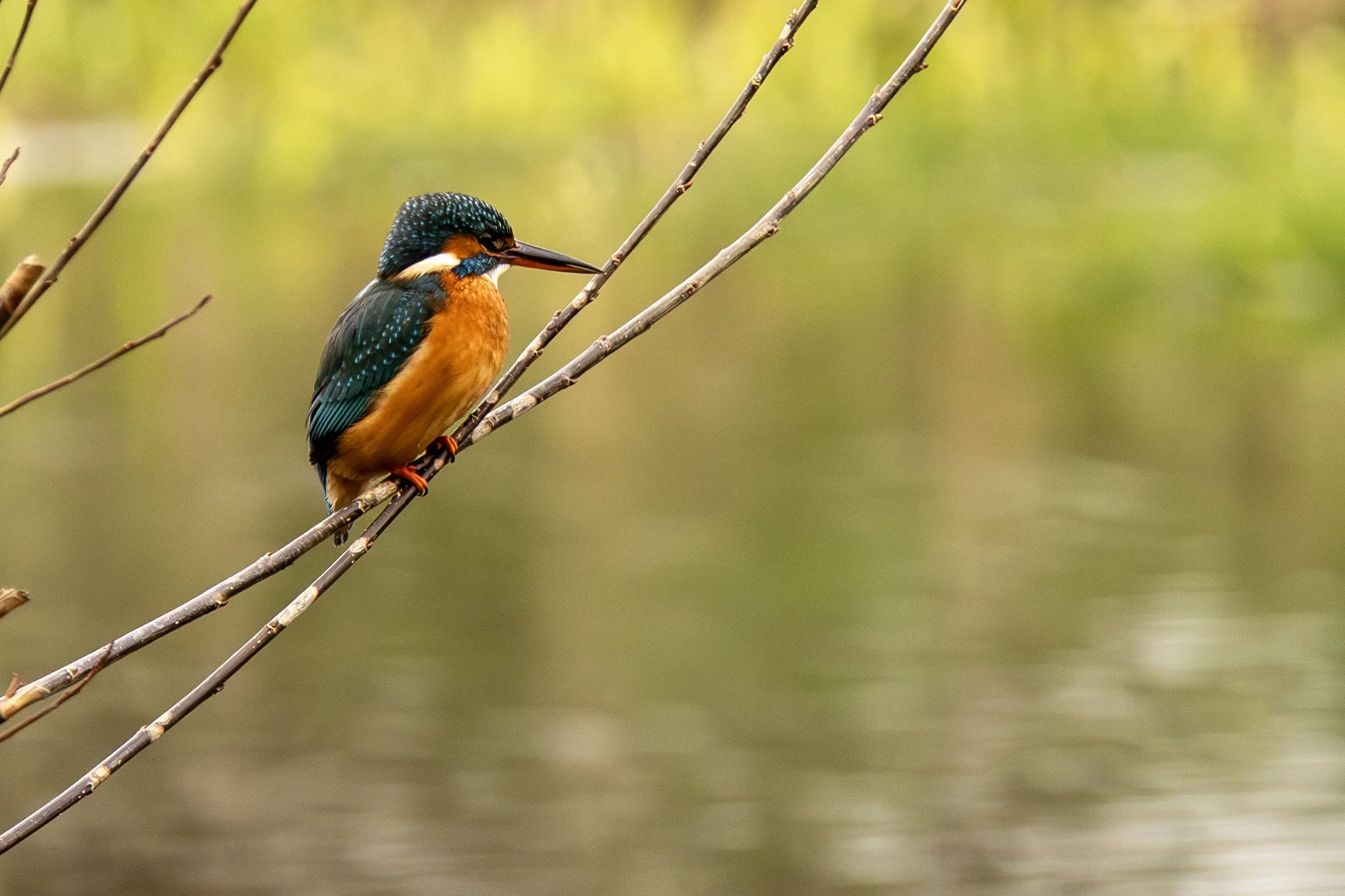 Female Kingfisher at the River Small.jpg
