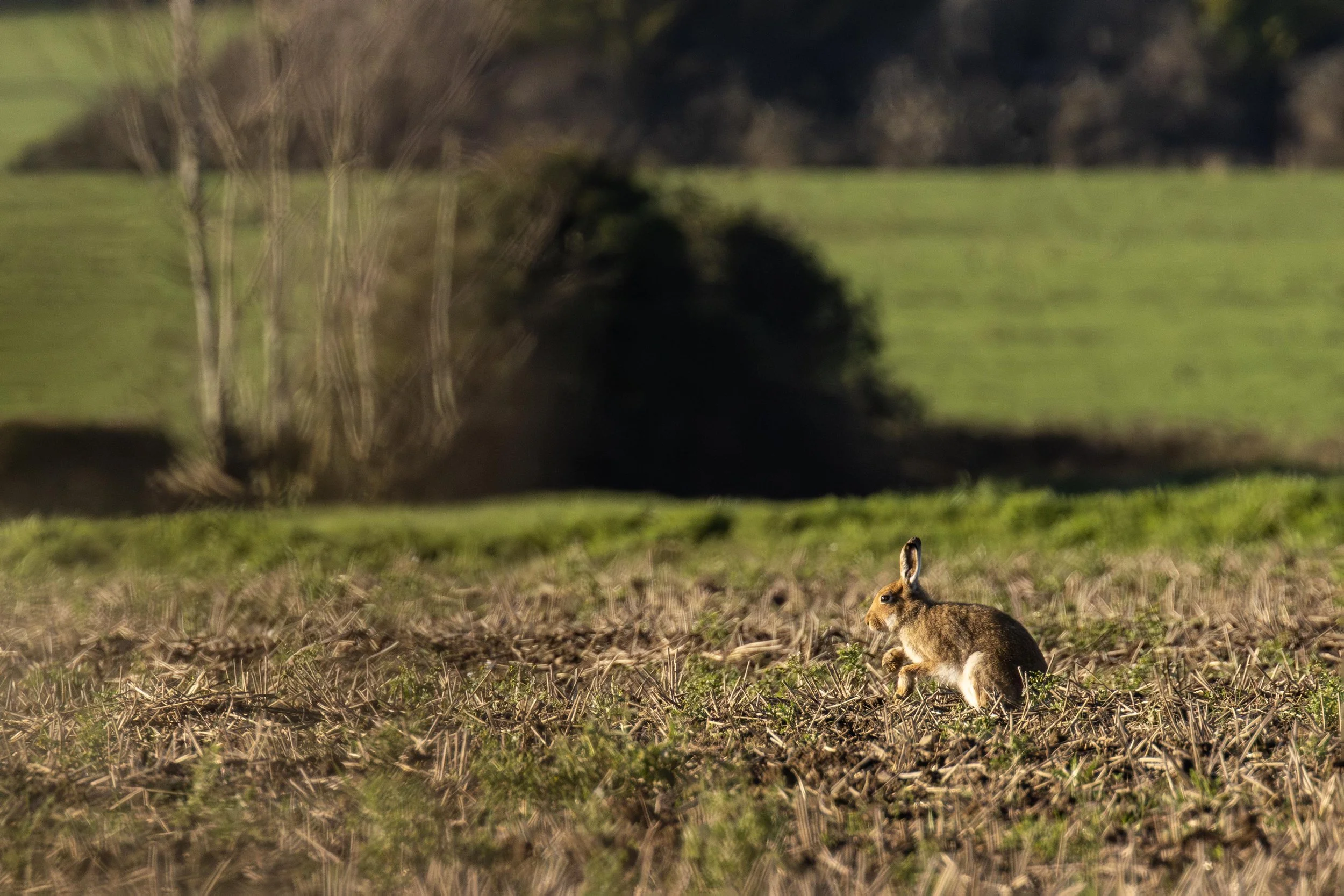 Irish Hare in Stubble Small.jpg