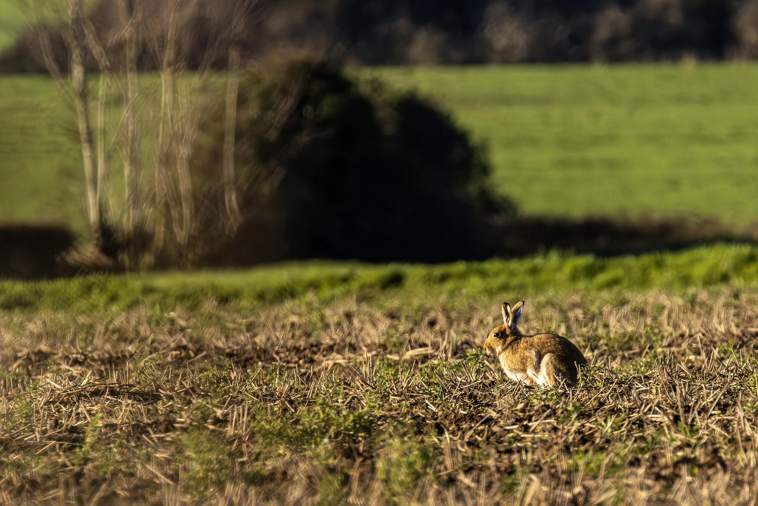 Irish Hare Sitting in the Sun Small.jpg
