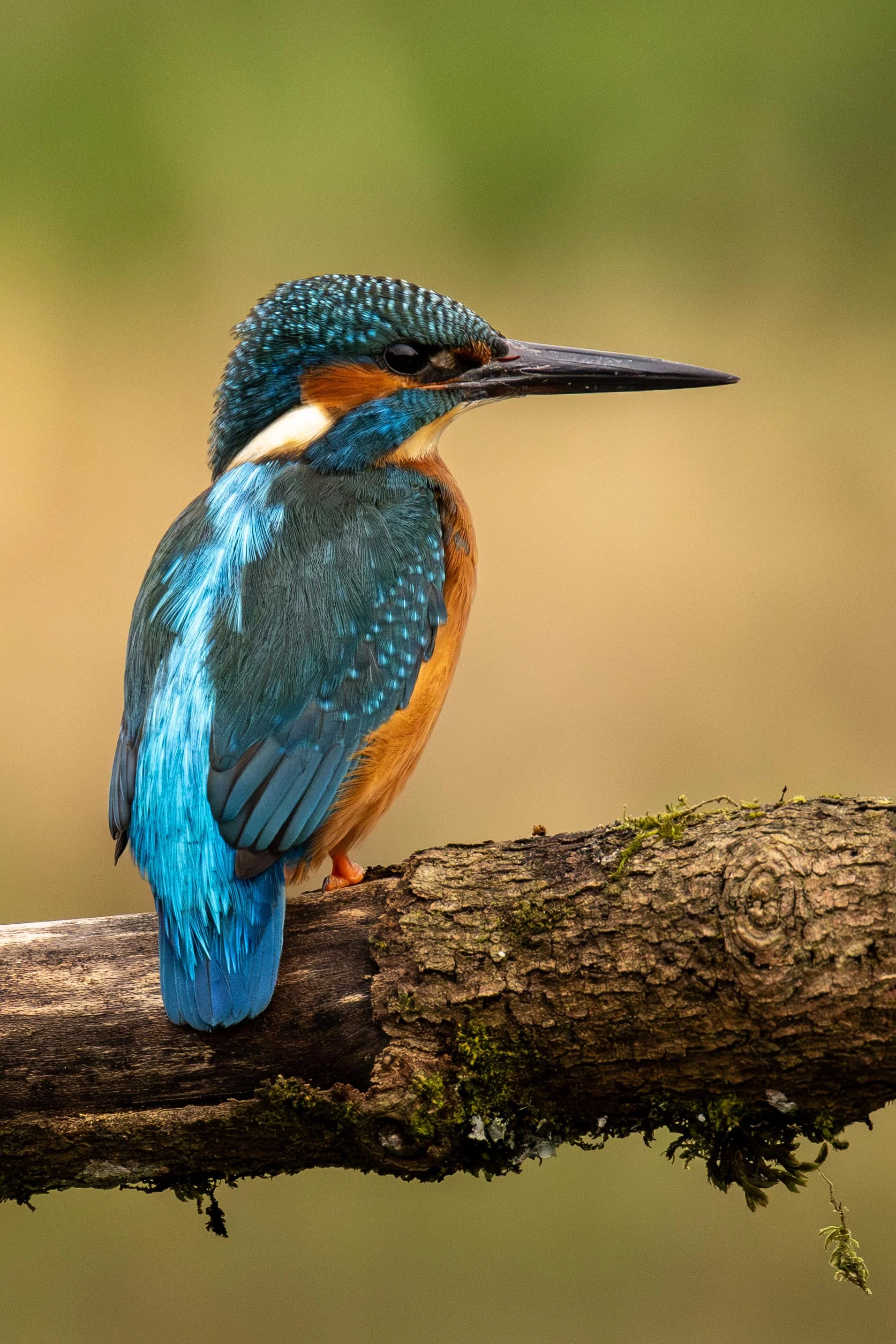 Male Kingfisher on a perch Small.jpg