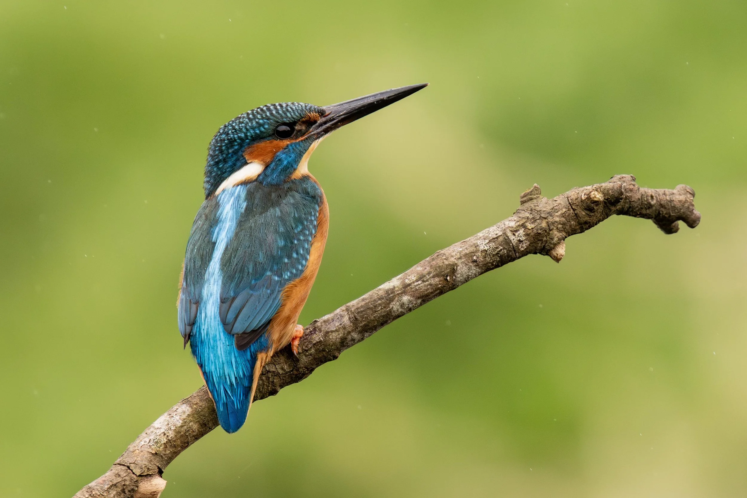 Male Kingfisher Small.jpg