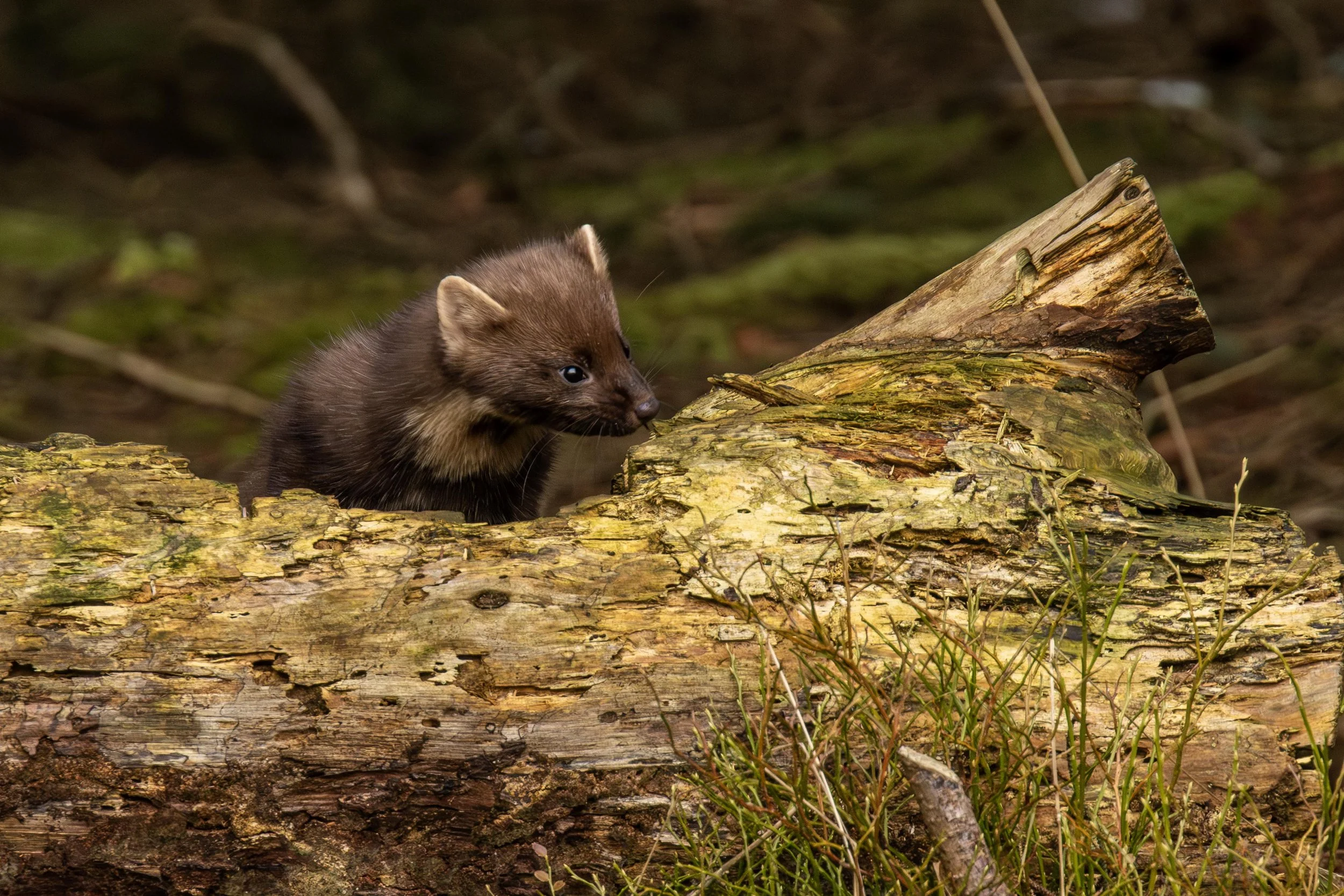 Pine Martin looking over a log Small.jpg