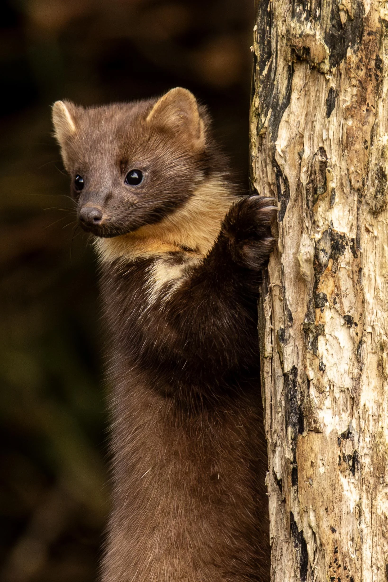 Tree Hugging Small.jpg
