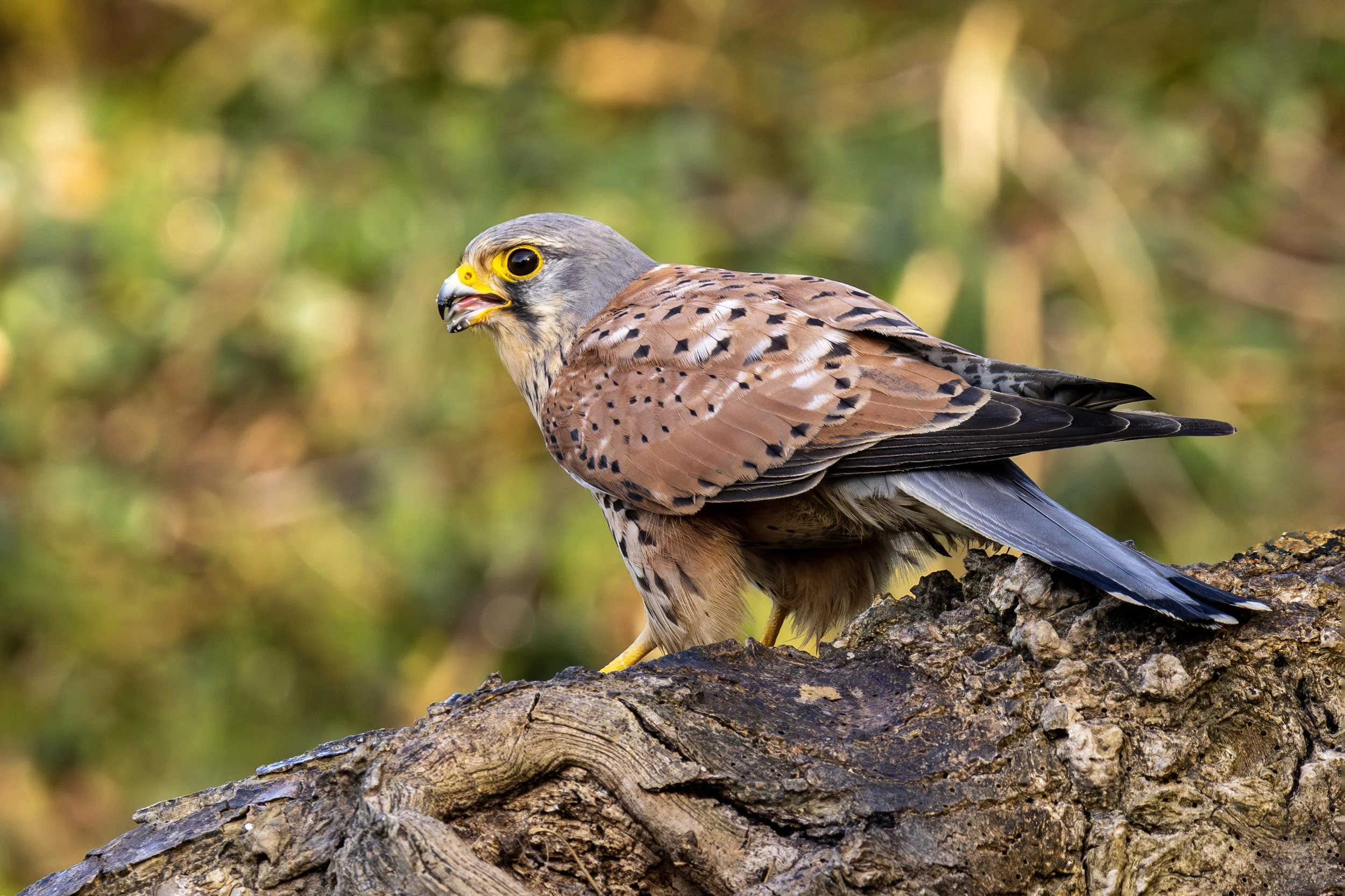 Male Kestrel Small.jpg