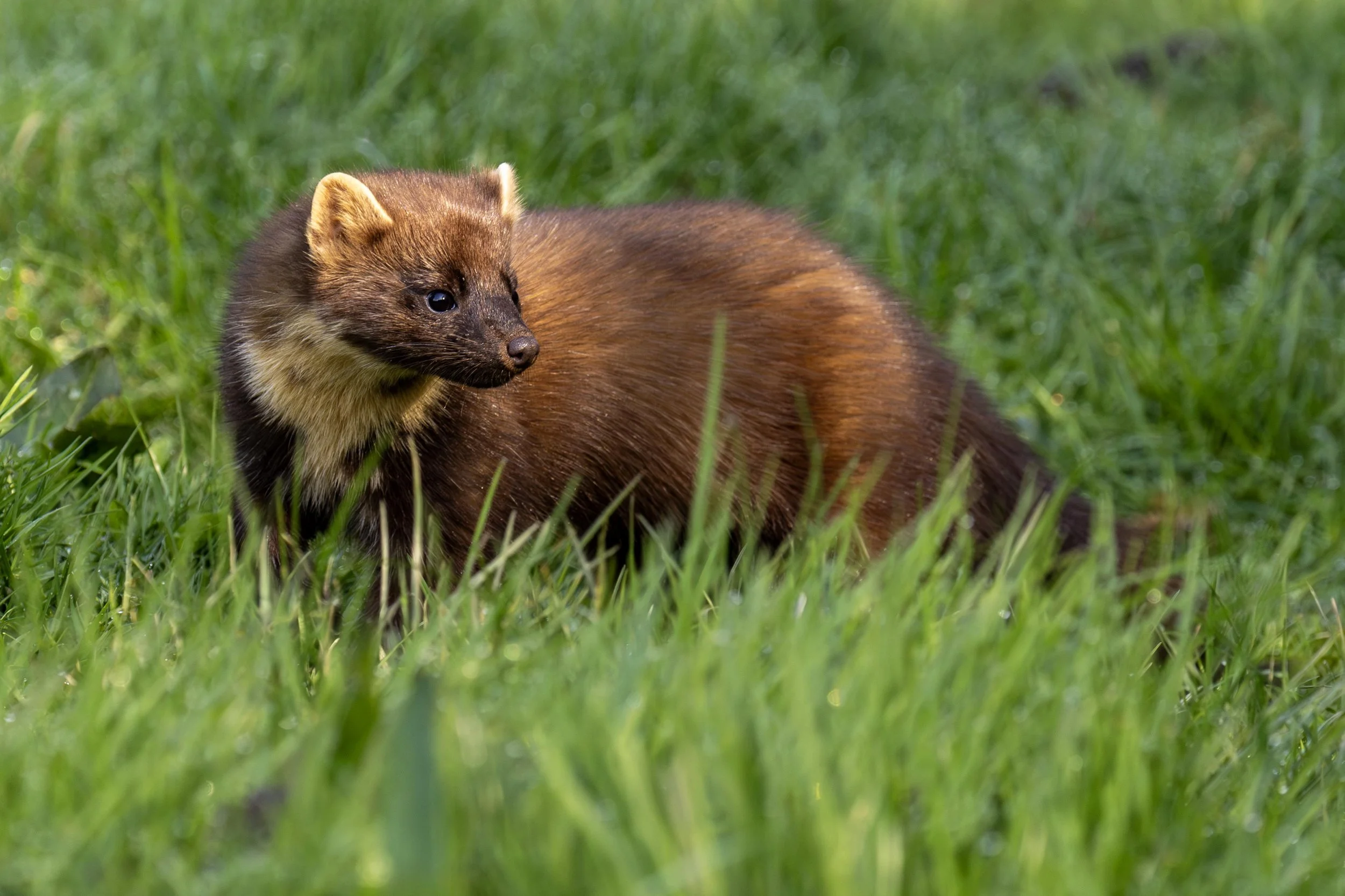 Pine Martin in the Grass 1 Small.jpg