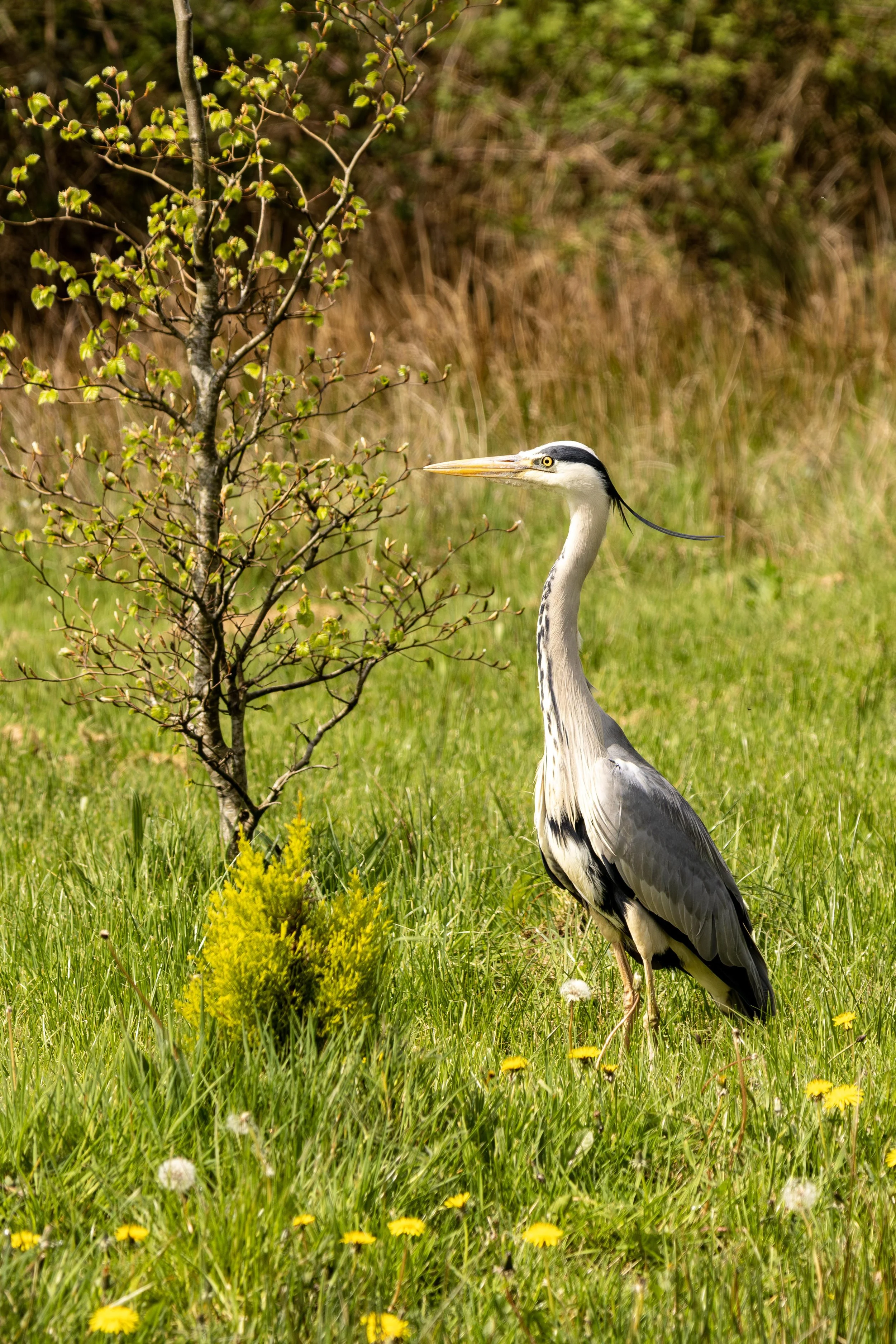Heron in the Grass Small.jpg