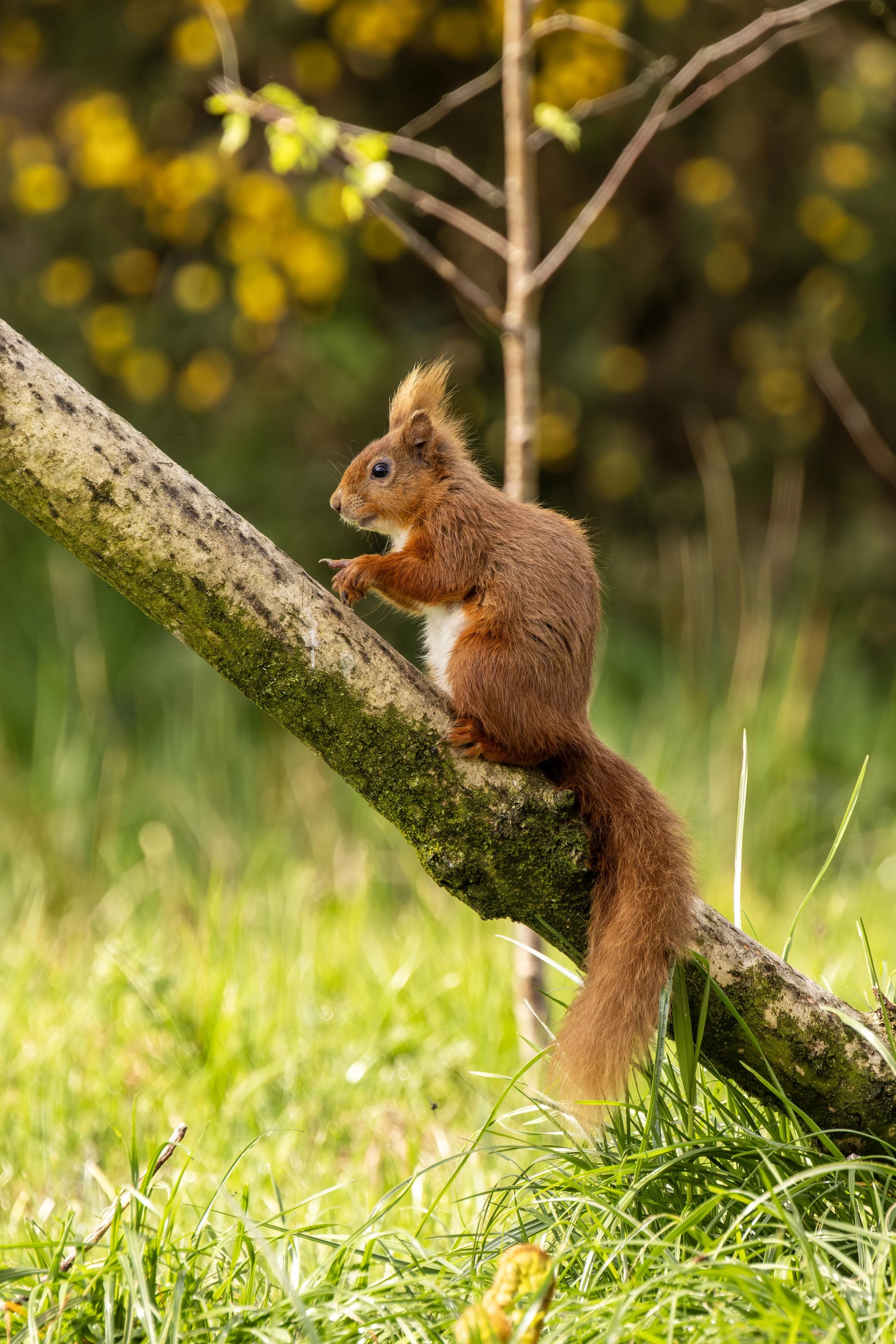 Red Squirrel pointing on a branch Small.jpg