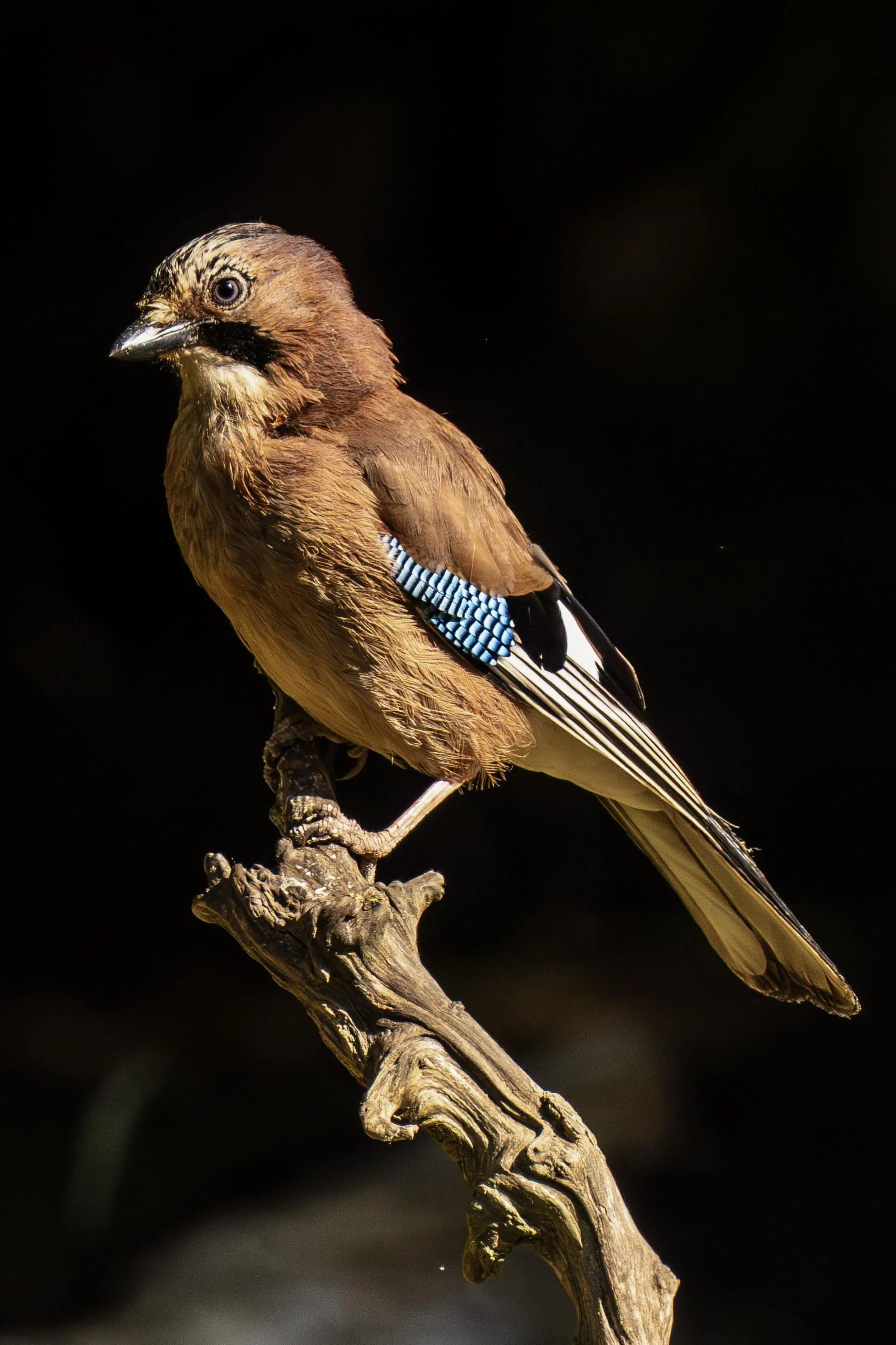 Eurasian Jay Portrait Small.jpg