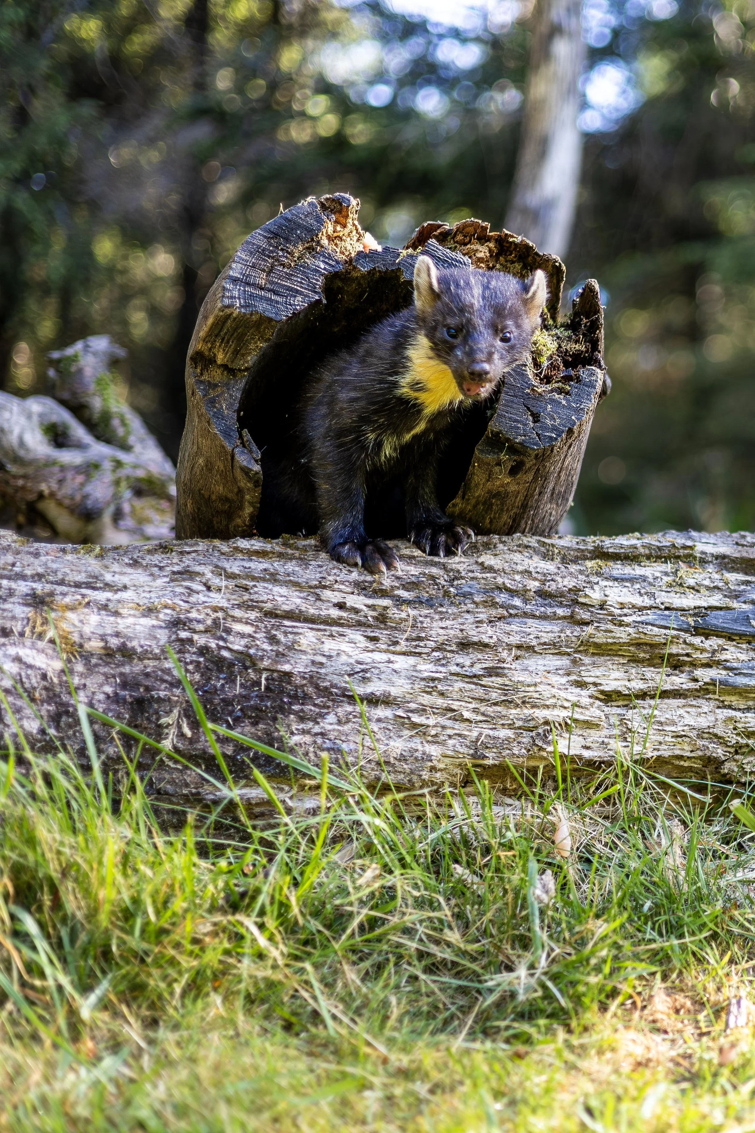 PM coming out of the Log 1 Small.jpg