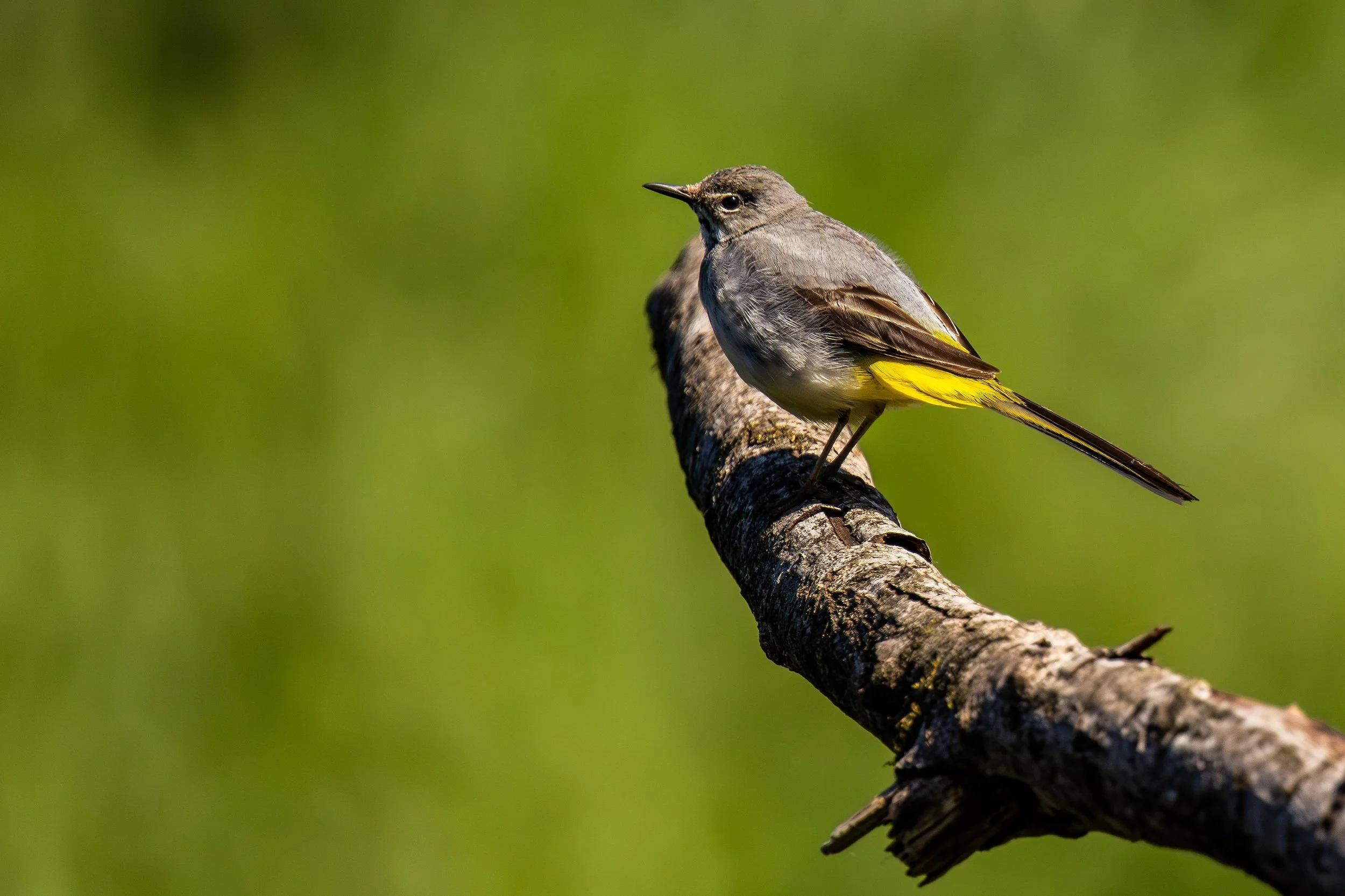 Grey Wagtail chick Small.jpg