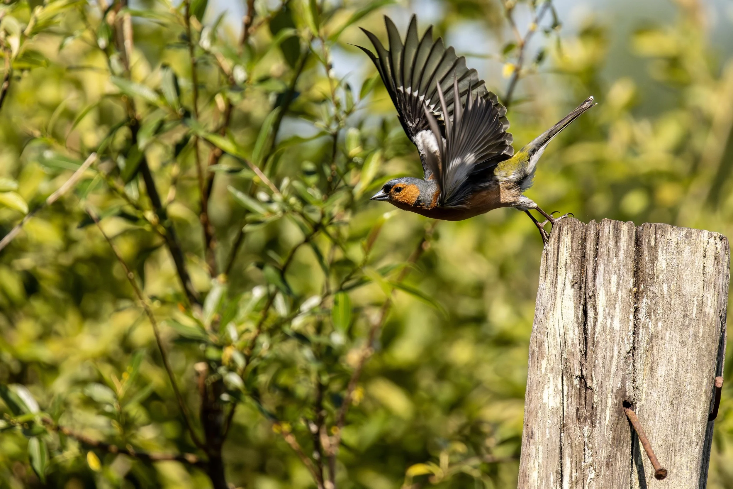 Chaffinch leaving the Fence post Small.jpg