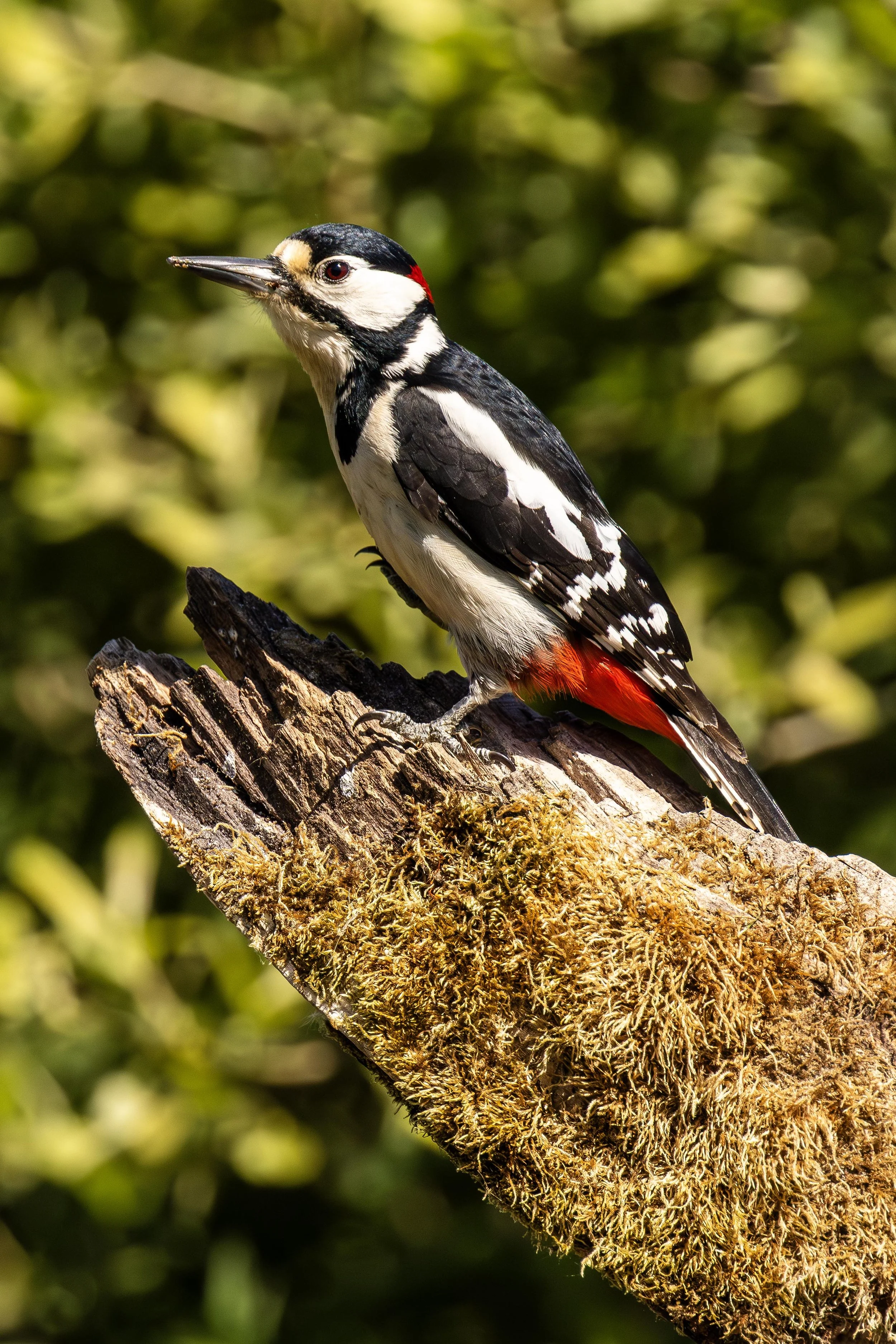GSW on a log Small.jpg
