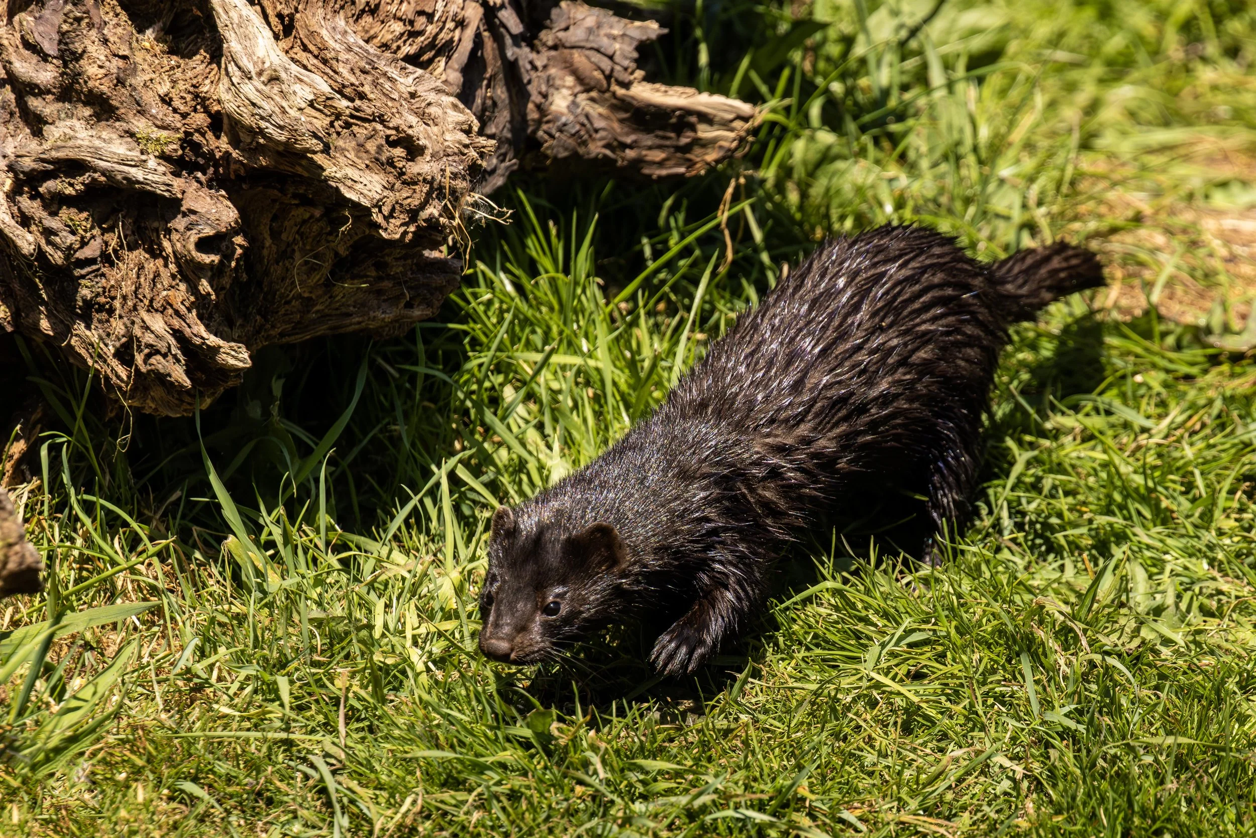 Mink on the Grass Small.jpg