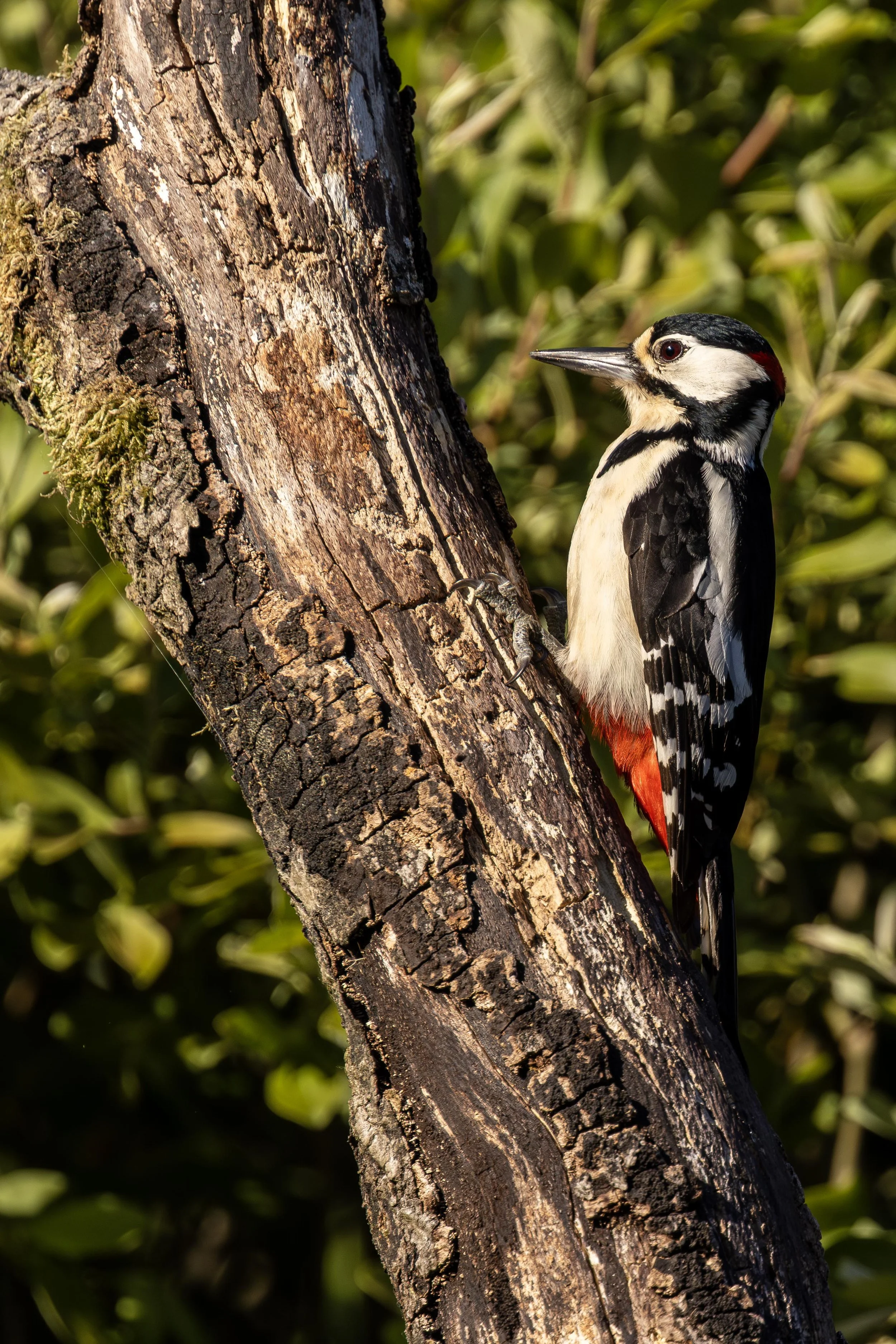 Male GSW on a Tree Small.jpg