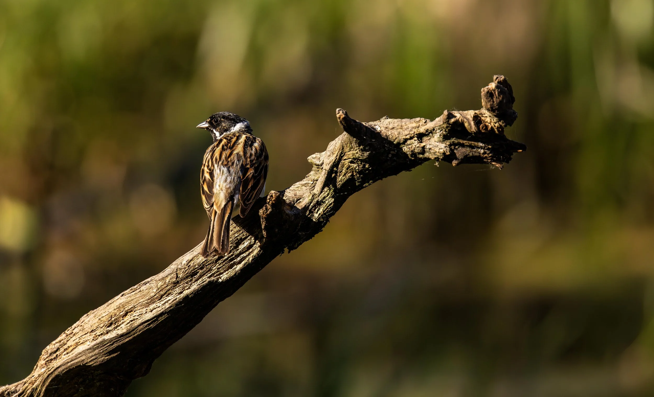 Male Reed Bunting Small.jpg