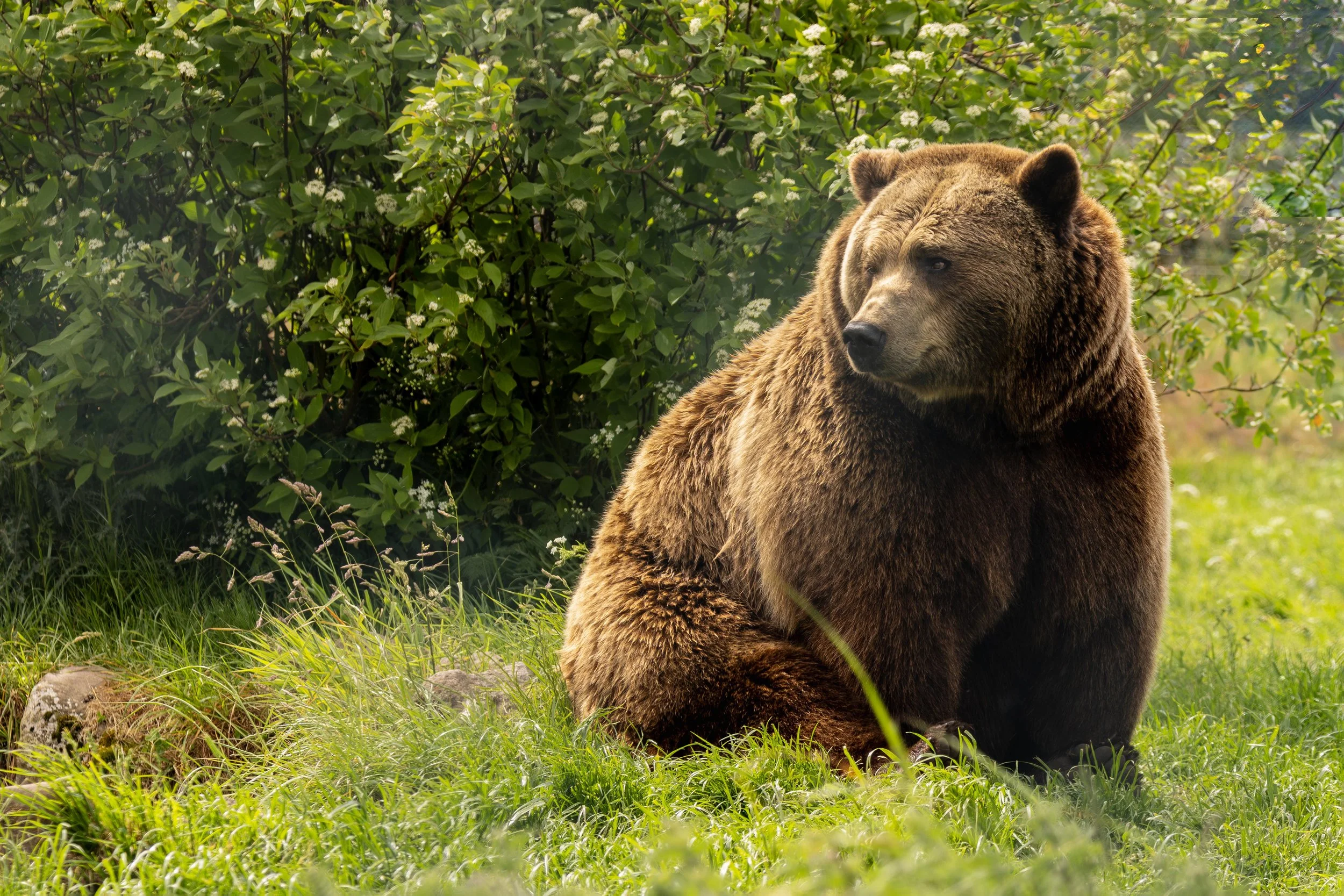 European Brown Bear 1 Small.jpg