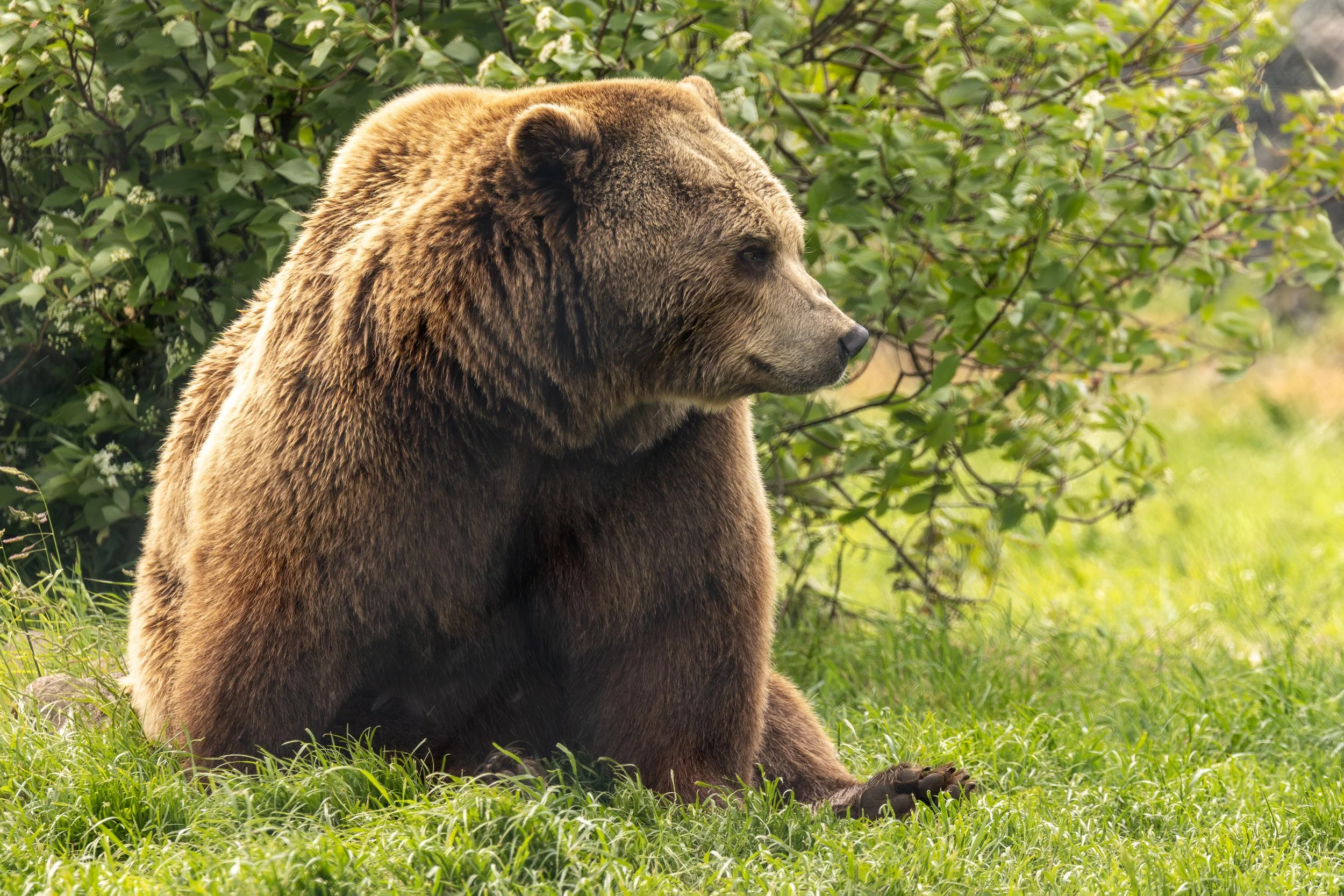 European Brown Bear 2 Small.jpg