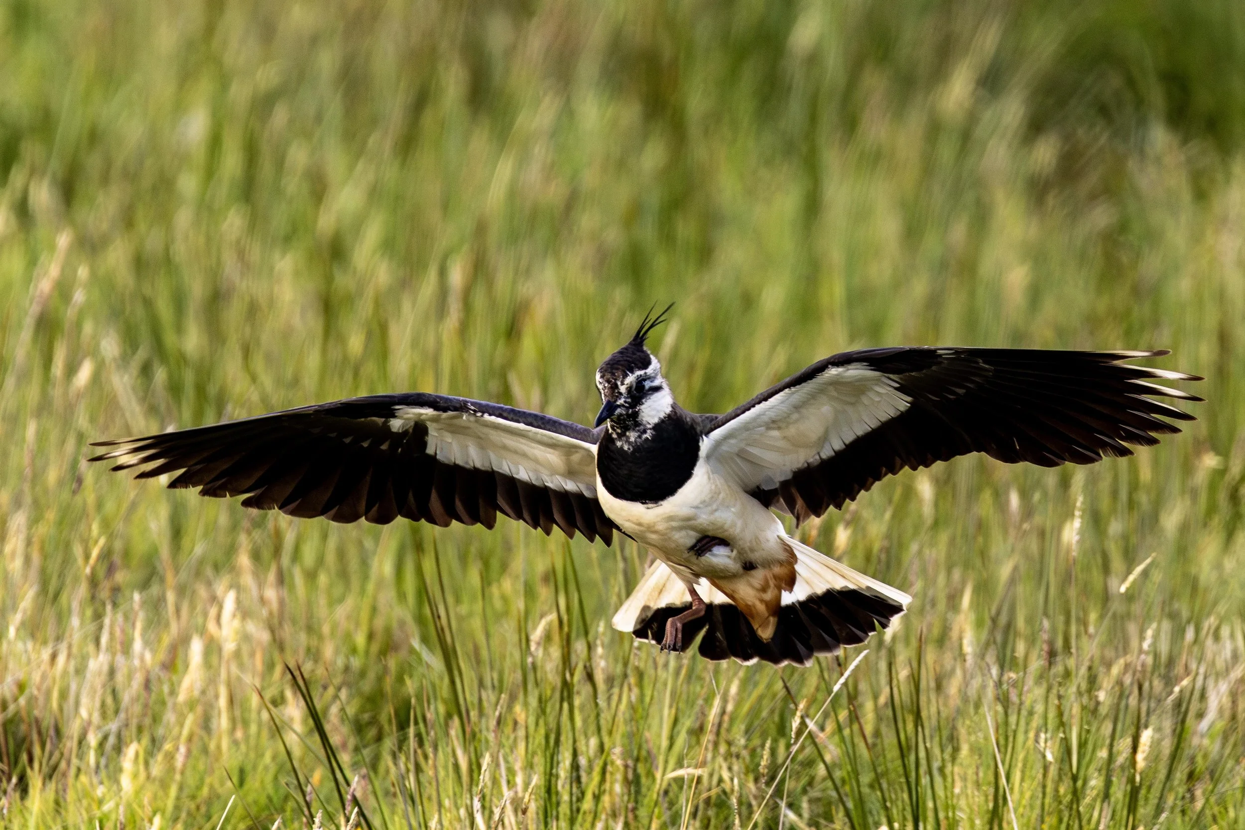 Lapwing landing Small.jpg