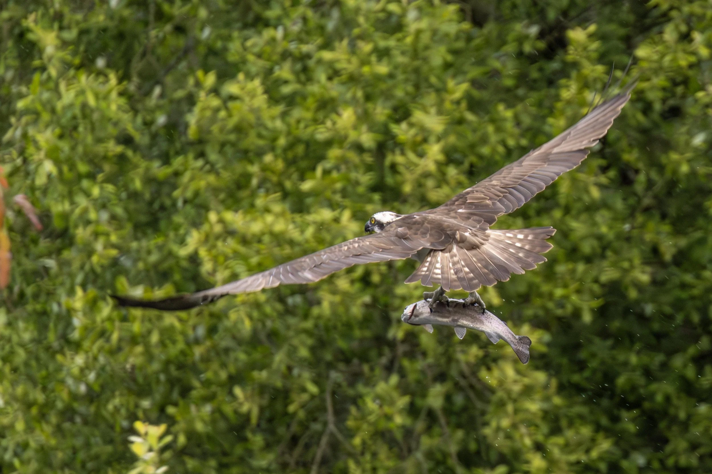 Osprey taking a Fish 1 Small.jpg