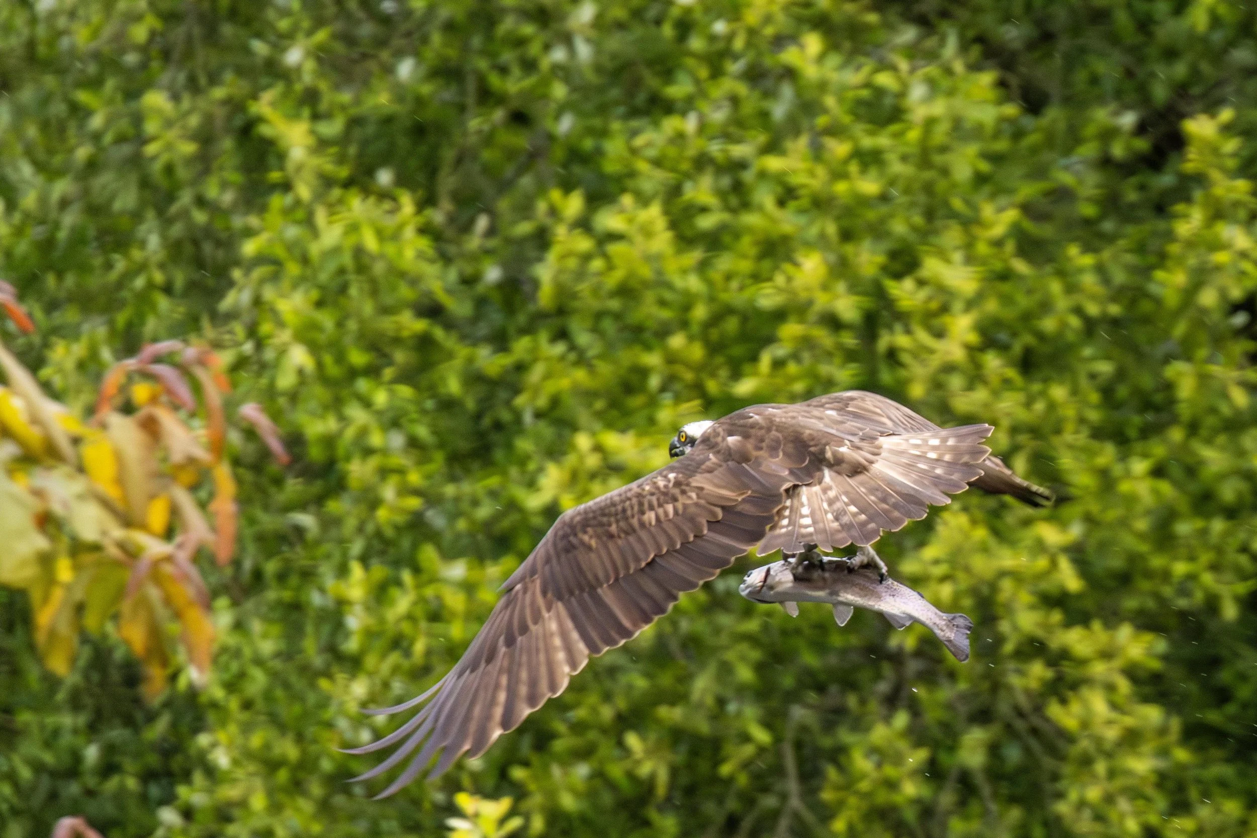 Osprey Taking a Fish 2 Small.jpg