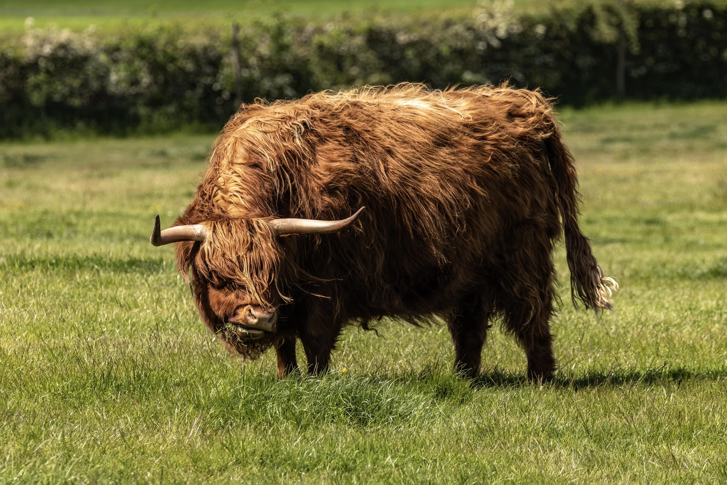 The Highland Cow Grazing Small.jpg