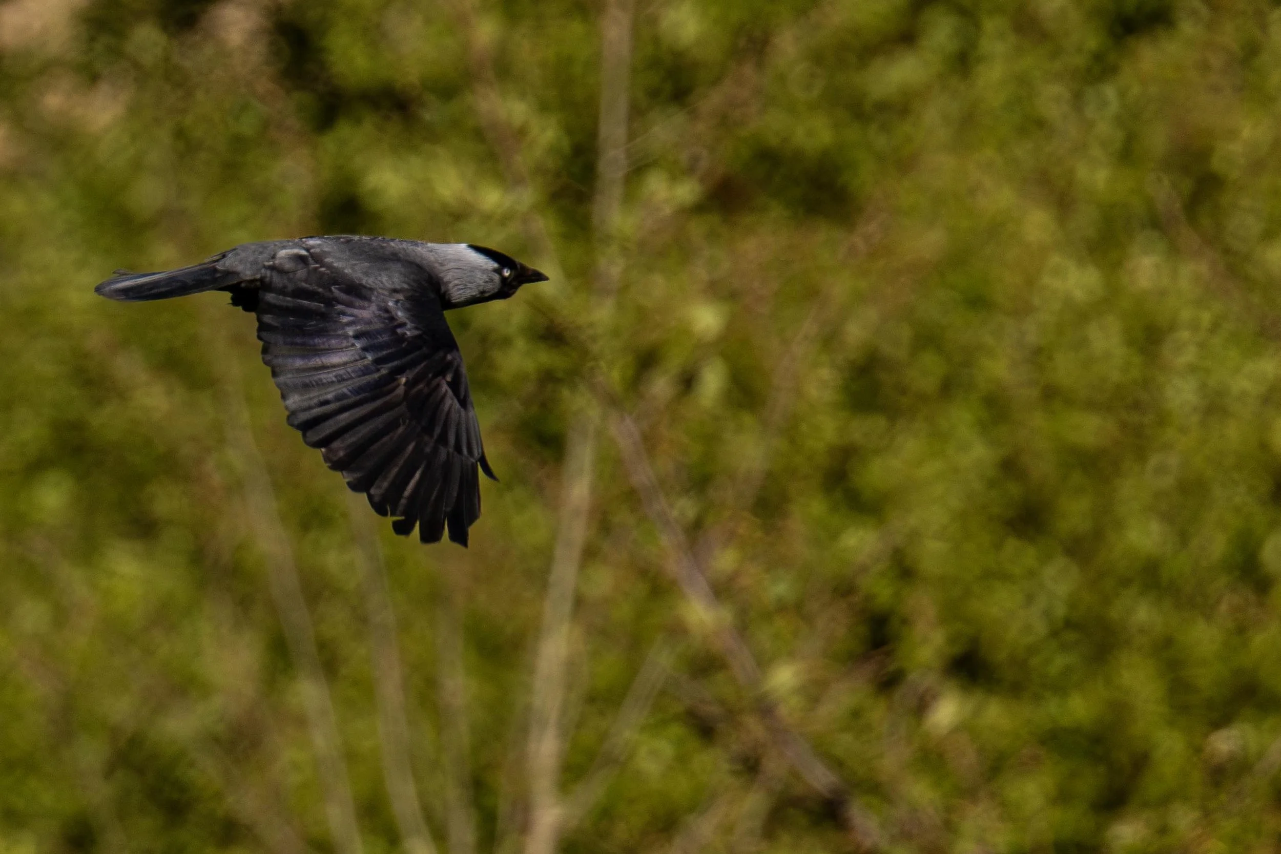 Jackdaw in flight 2 Small.jpg