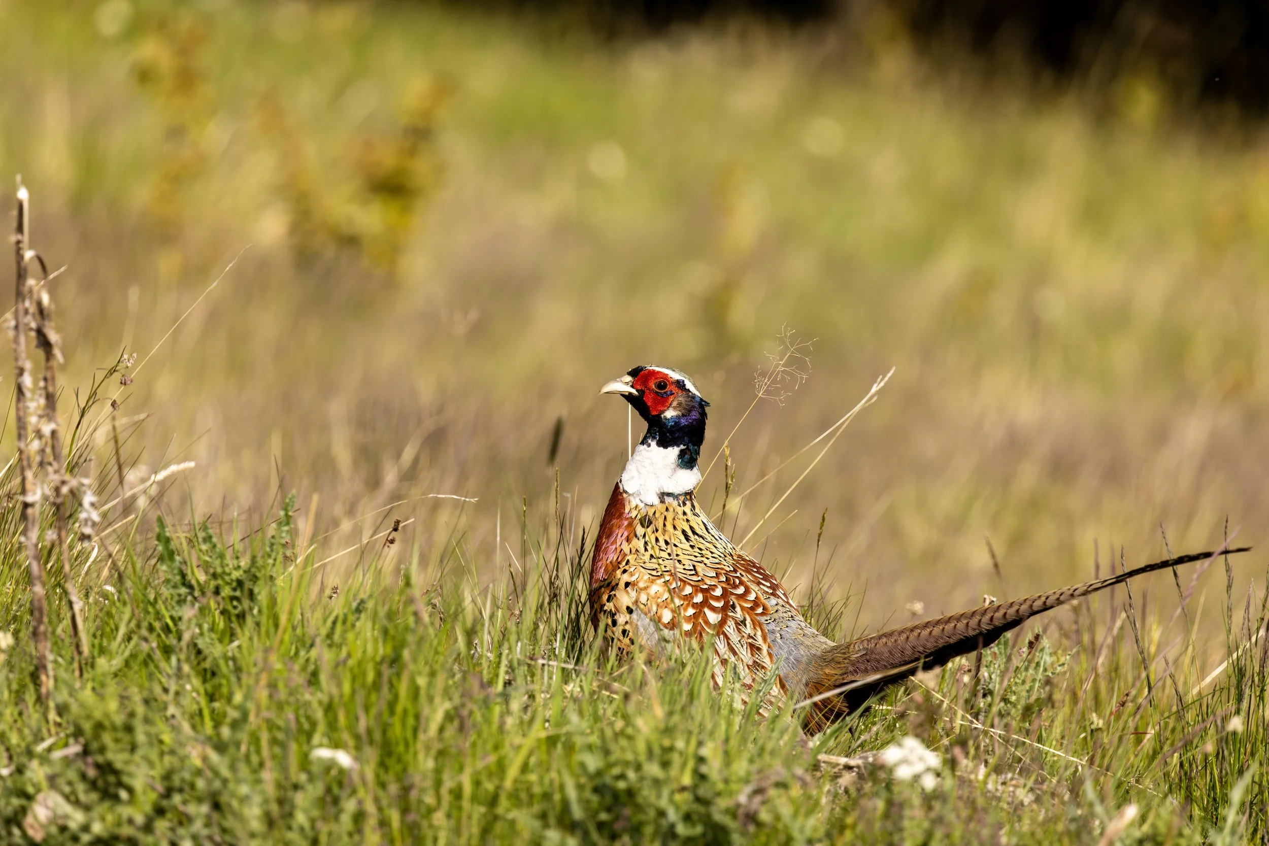 Cock Pheasant at Howe of Trobeg Small.jpg