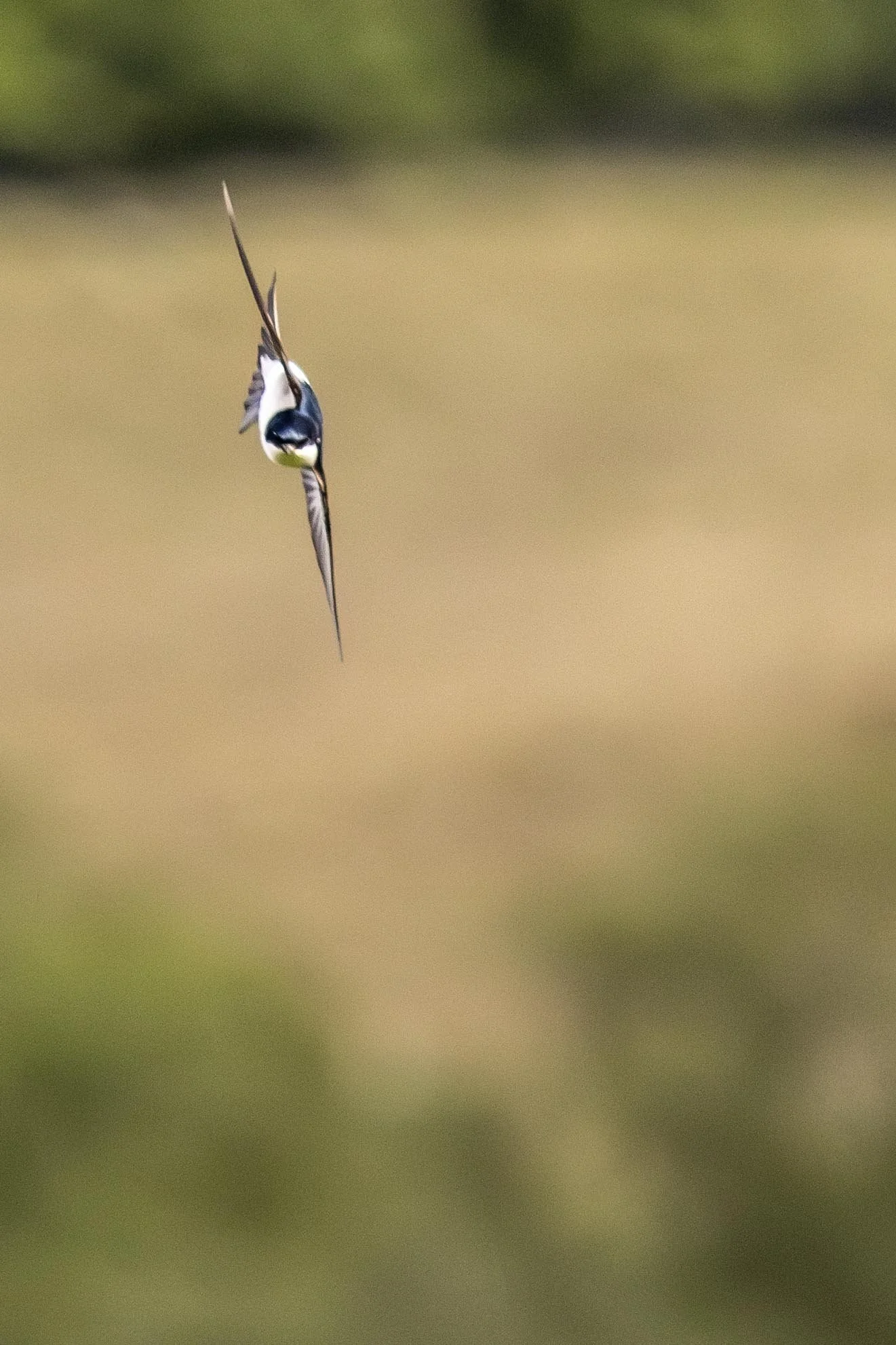 House Martin at Howe of Torbeg 3 Small.jpg