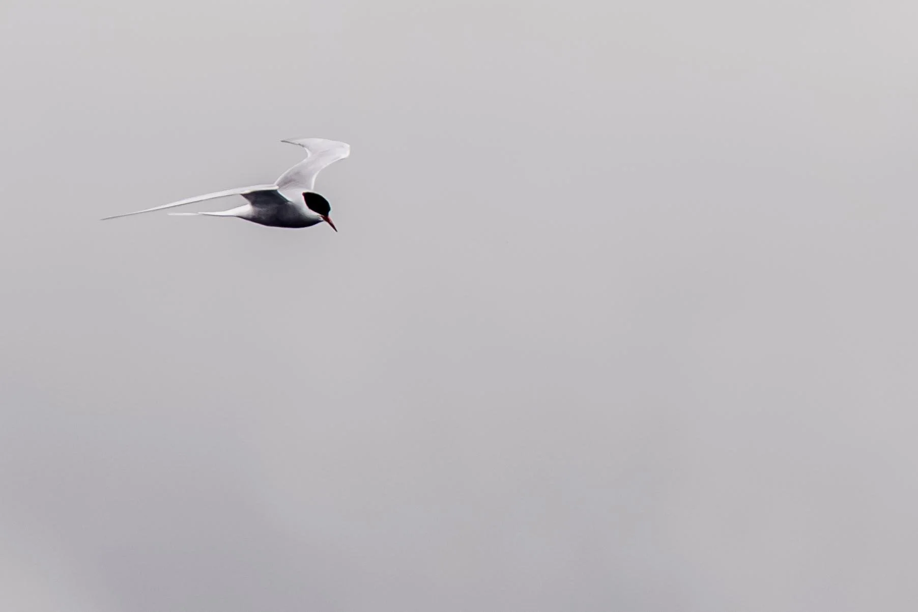 Artic Tern in Flight 1 Small.jpg