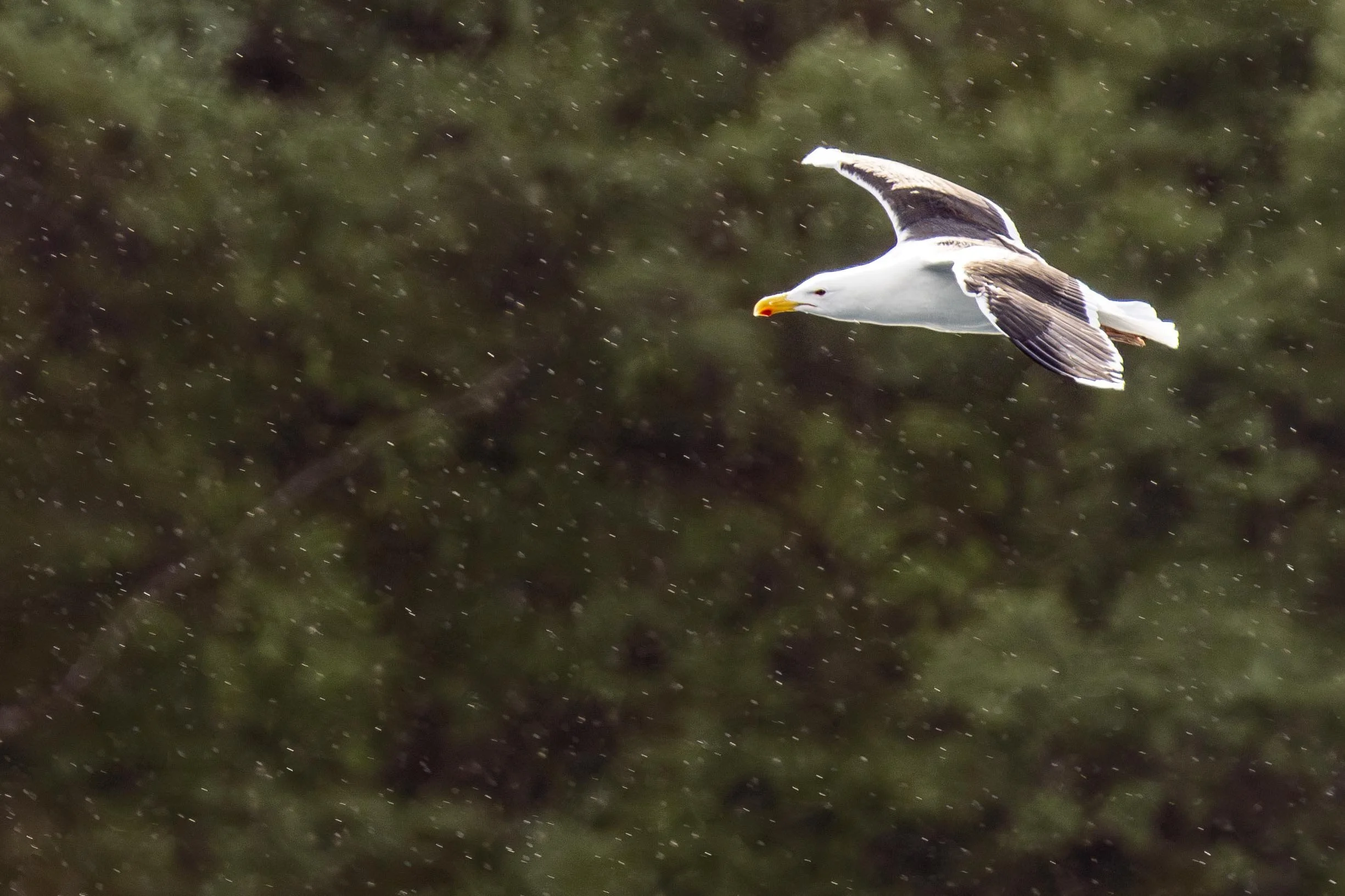 Greater Black Backed Gull in the Rain Small.jpg