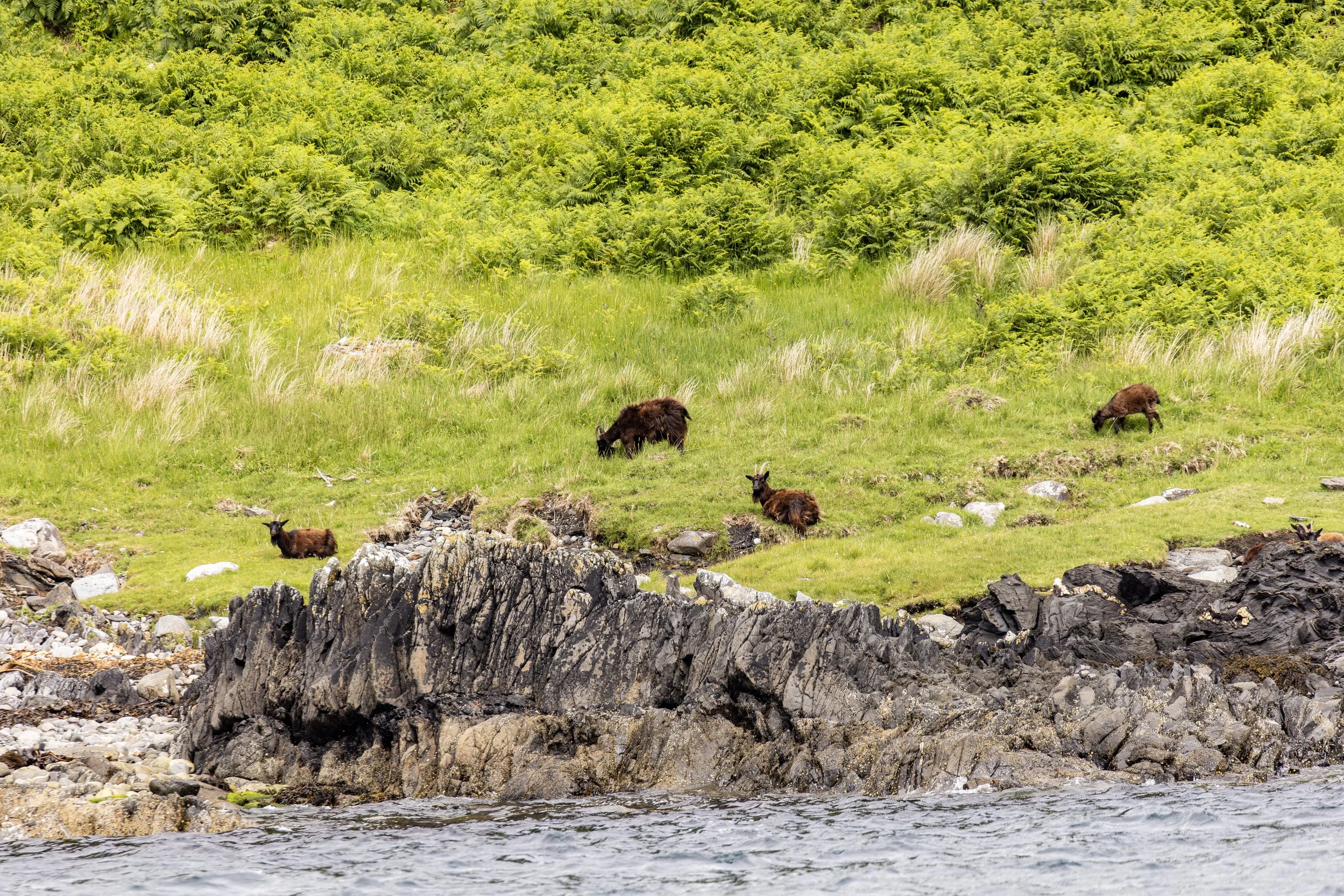 Feral Goats in the Scottish Highlands Small.jpg