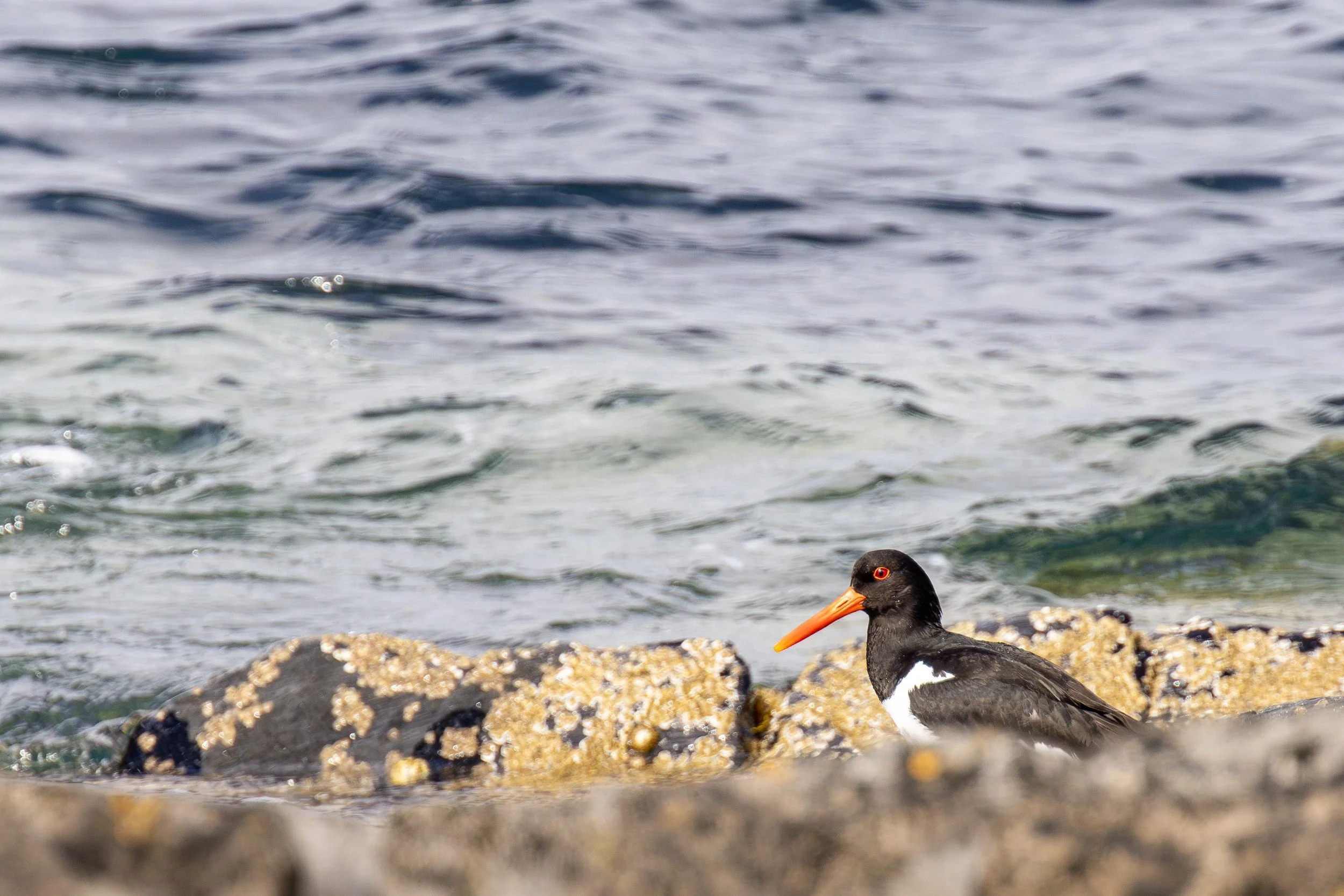 Oyster Catcher at the Waters edge Small.jpg