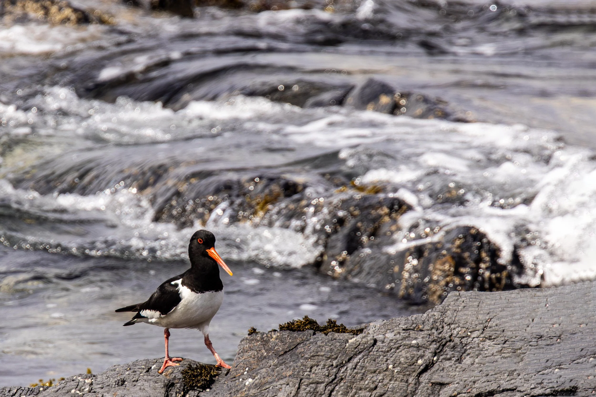 Oyster Catcher on the Rocks 2 Small.jpg
