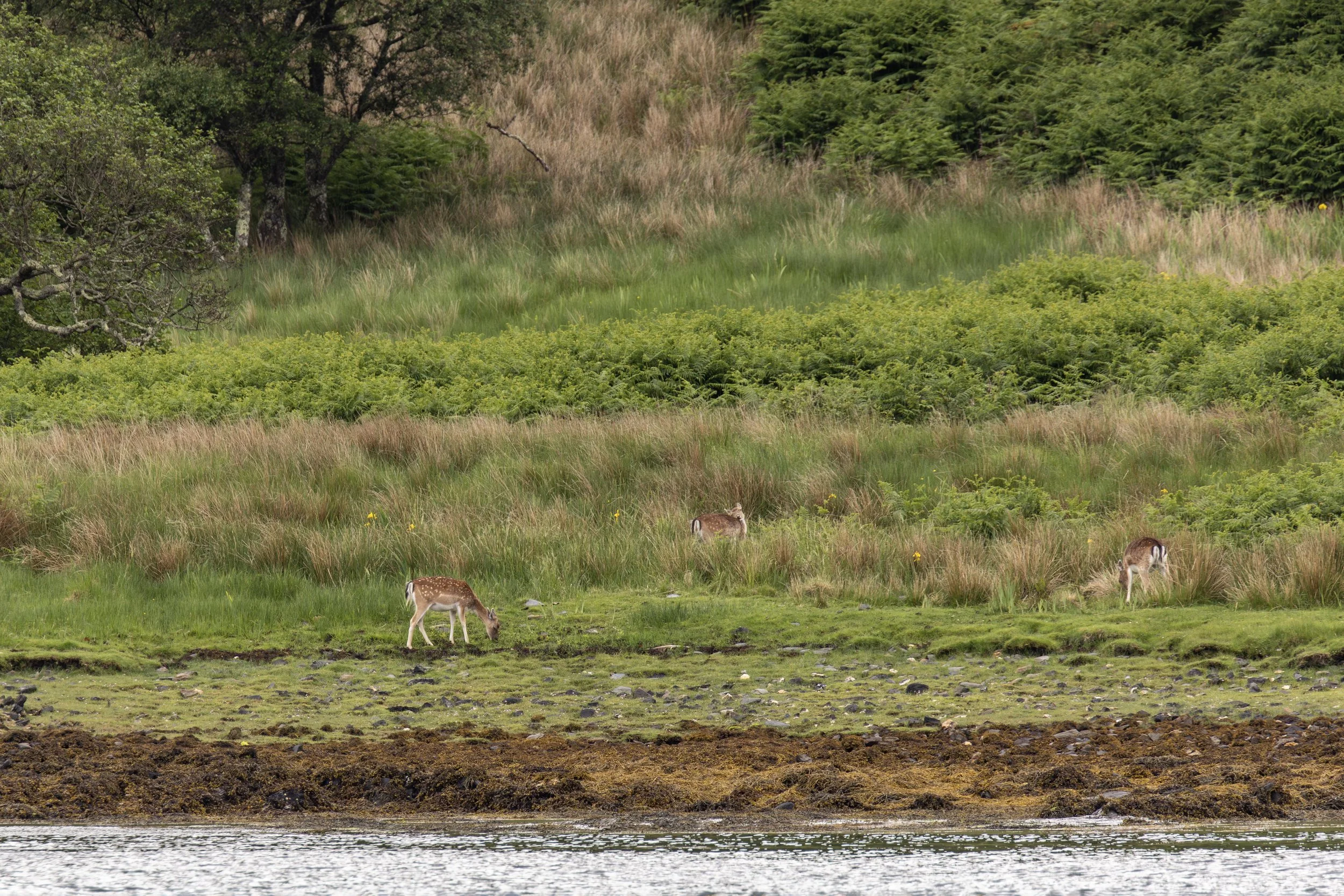 Scottish Fallow Deer by the Beach Small.jpg