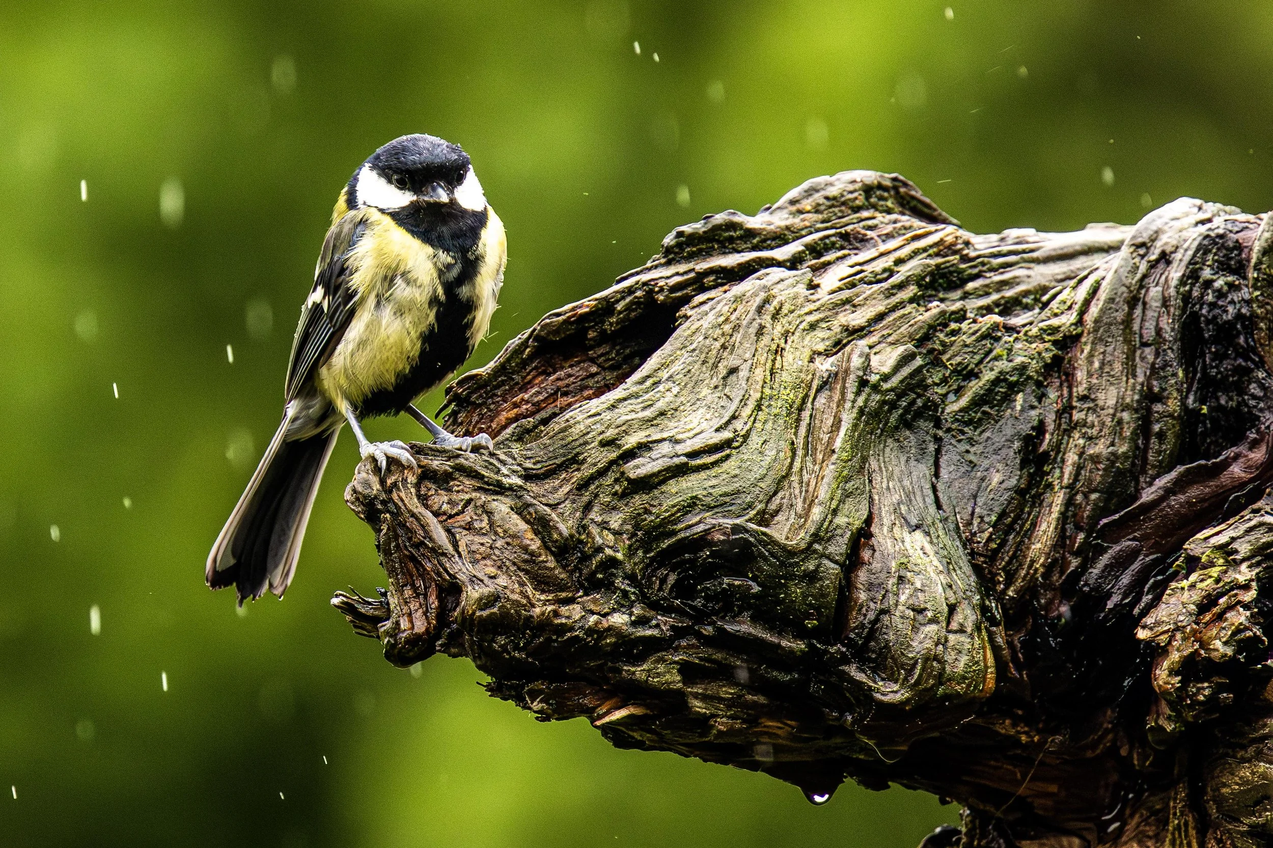 Juvenile Great Tit in the Rain Small.jpg