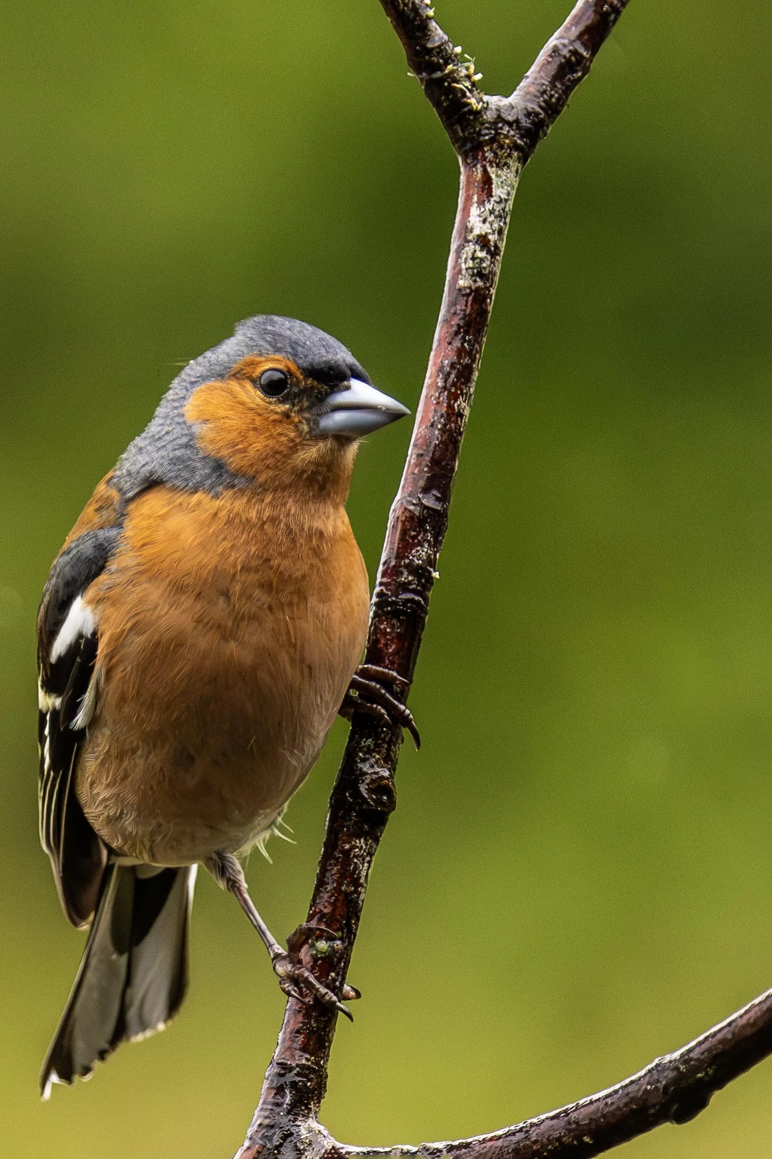 Male Chaffinch on a branch 1 Small.jpg